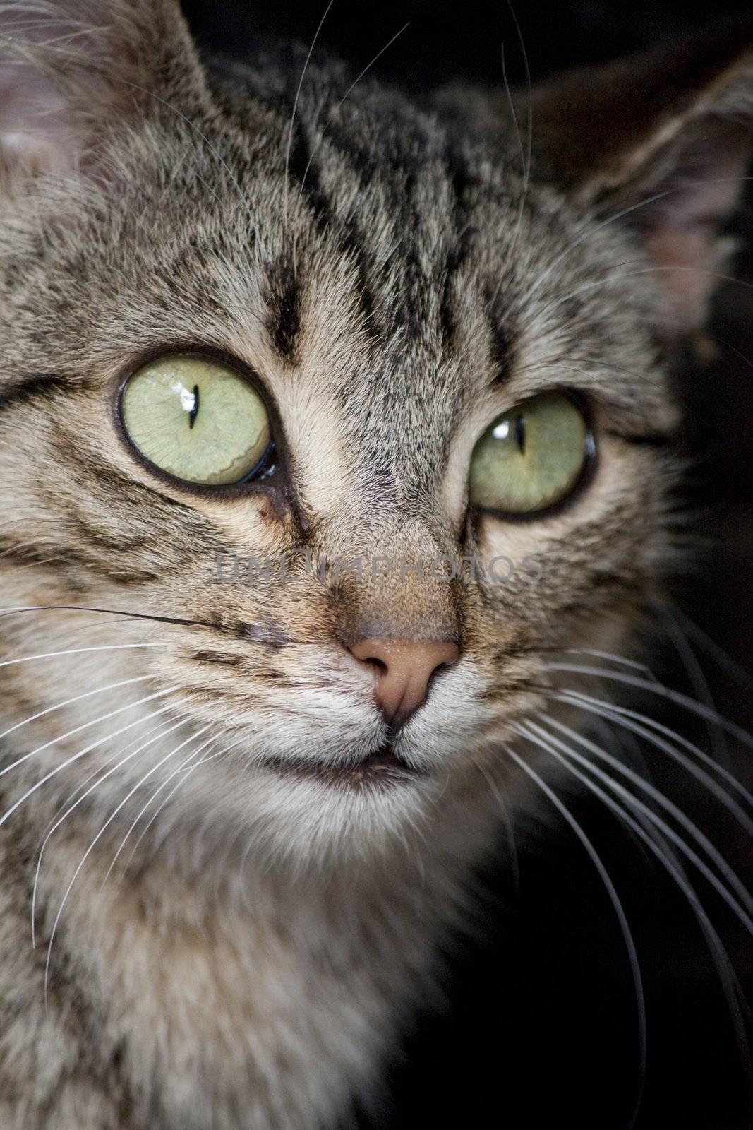 Close view of a gray domestic cat.