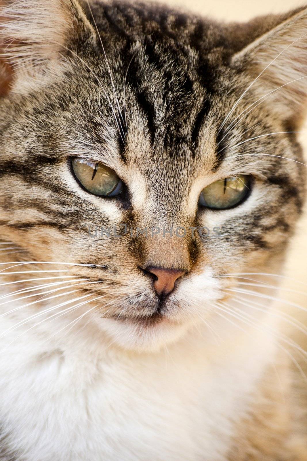 Close view of a gray and urban domestic cat.