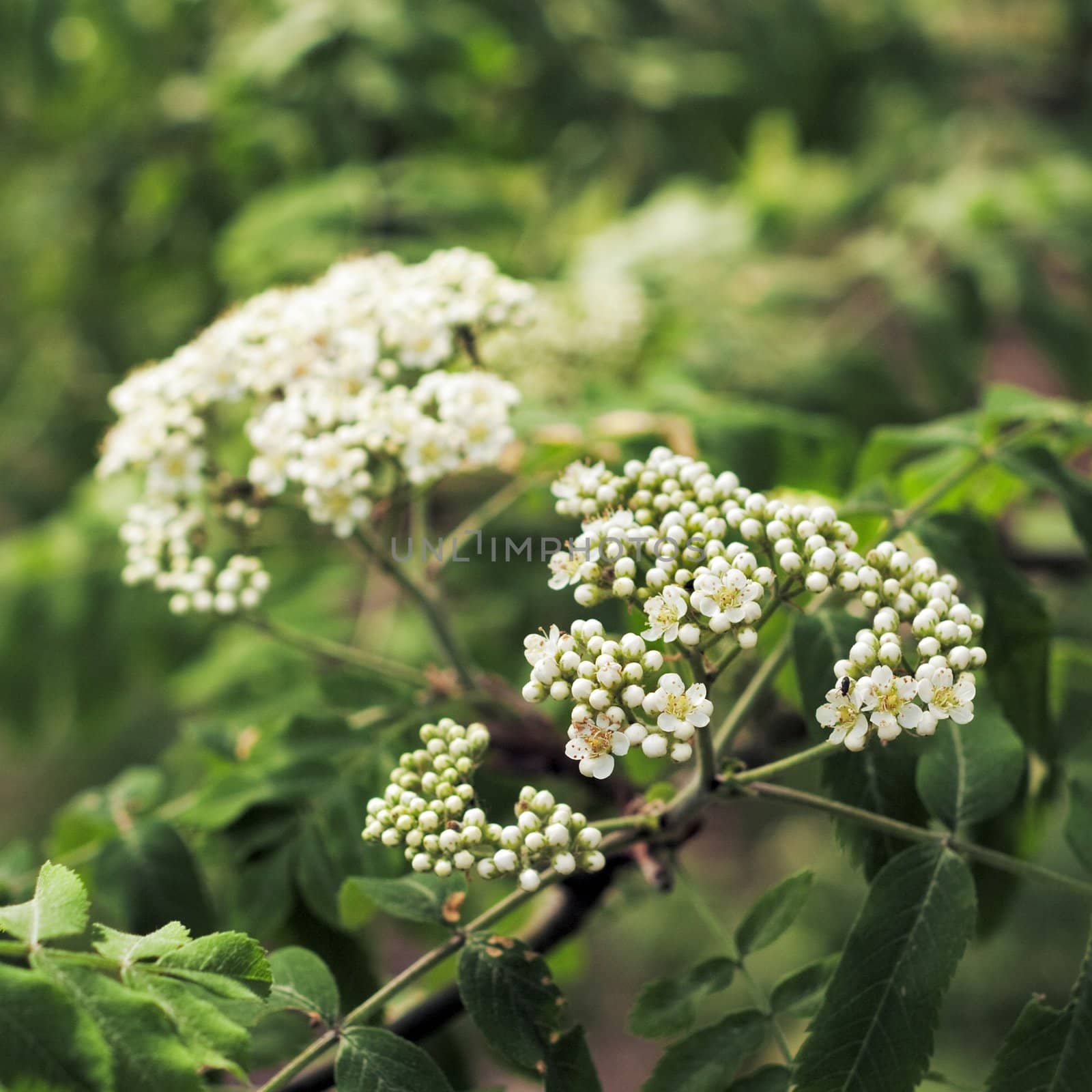 white flowers in forest  - sorbus aria