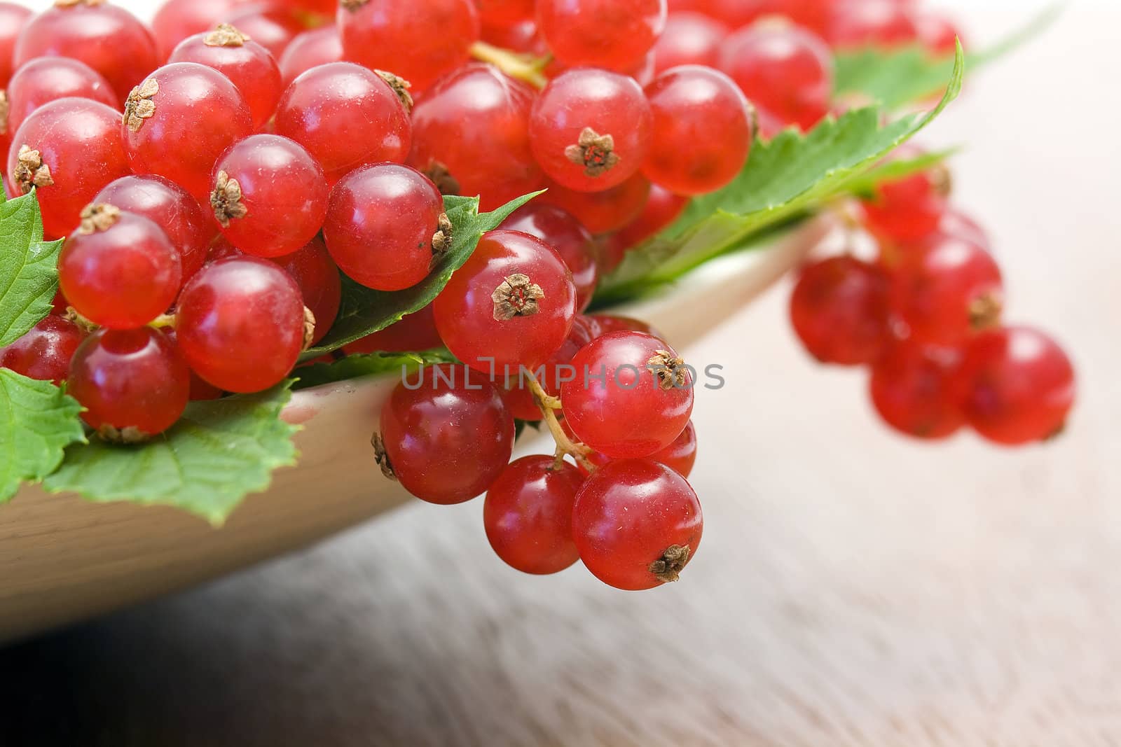 red currant by miradrozdowski