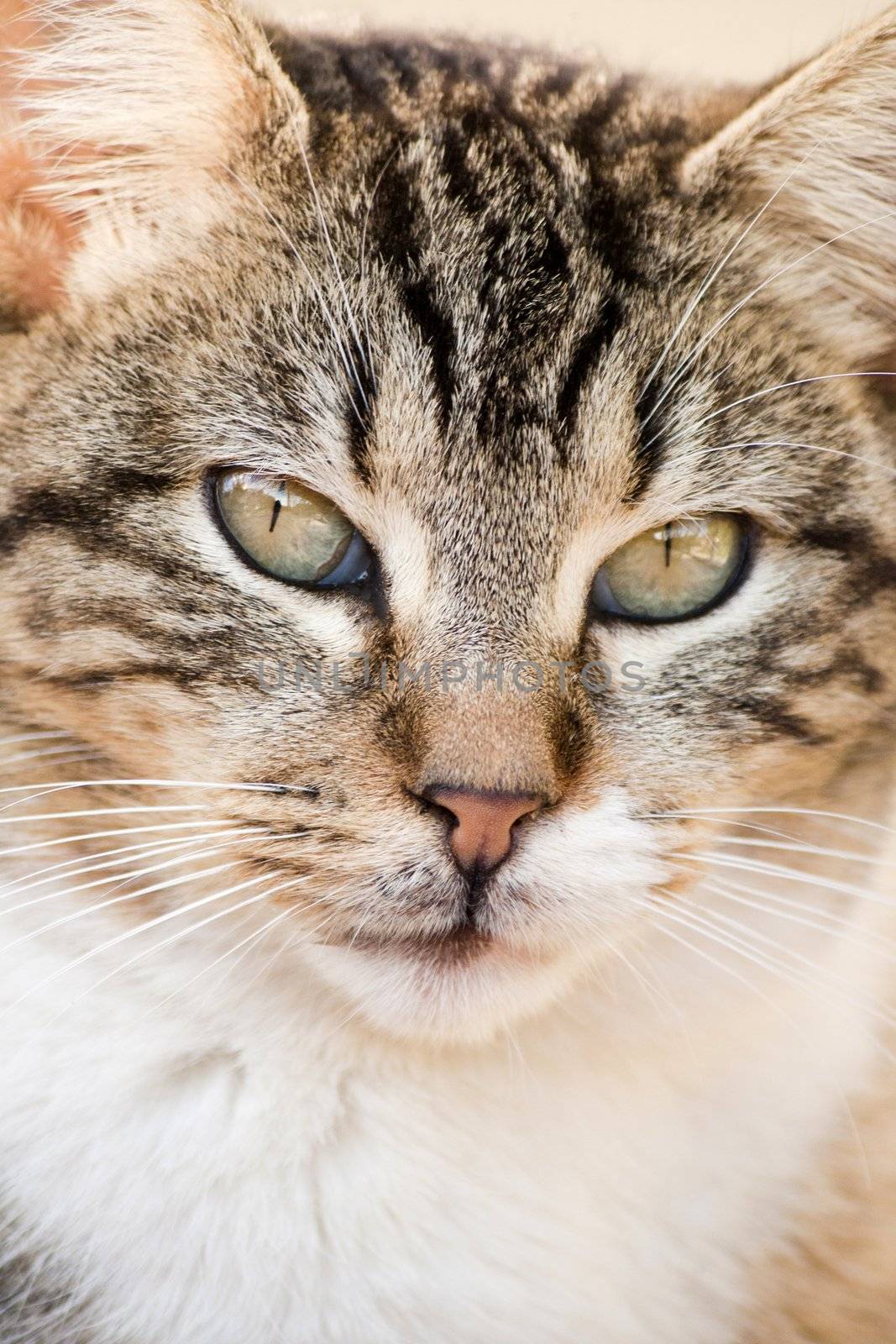 Close view of a gray and urban domestic cat.