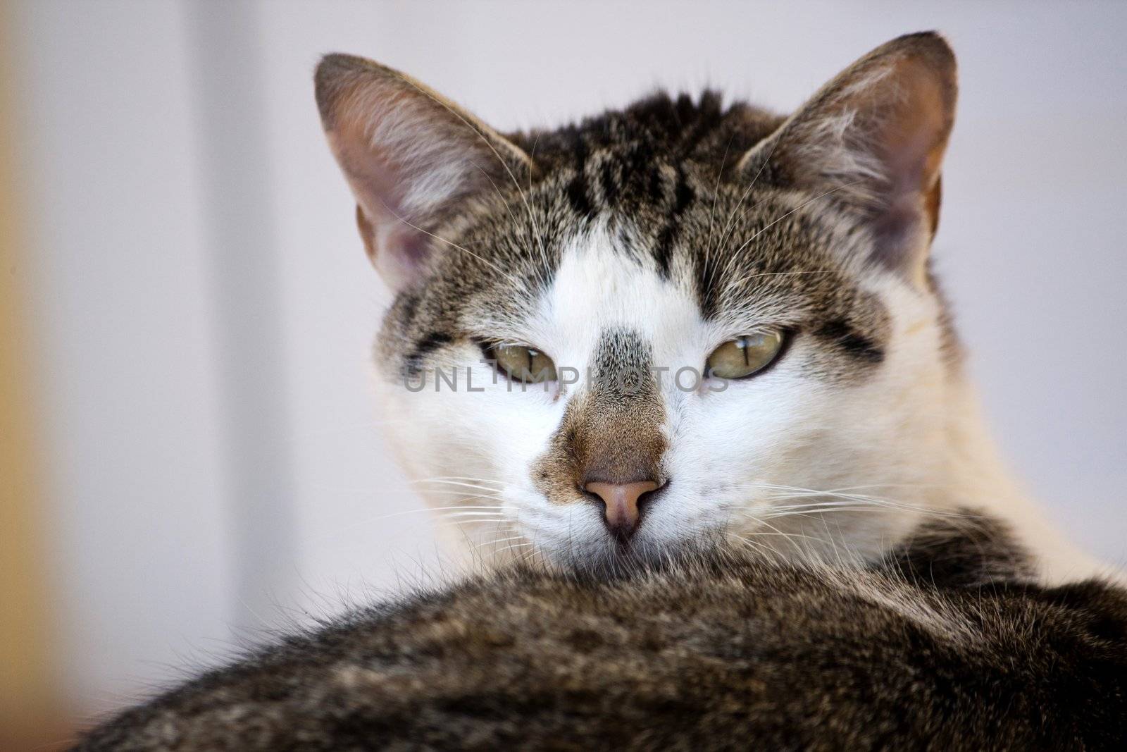 Close view of a gray and urban domestic cat.