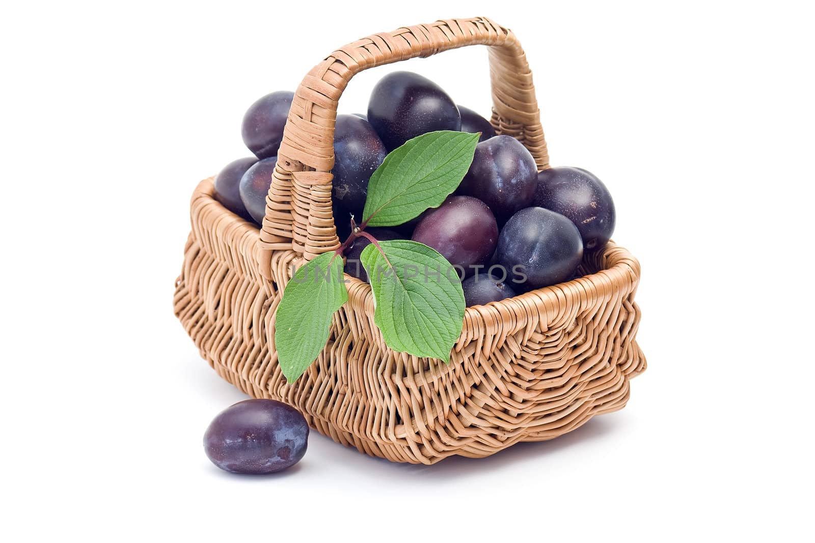 basket full of fresh plums by miradrozdowski