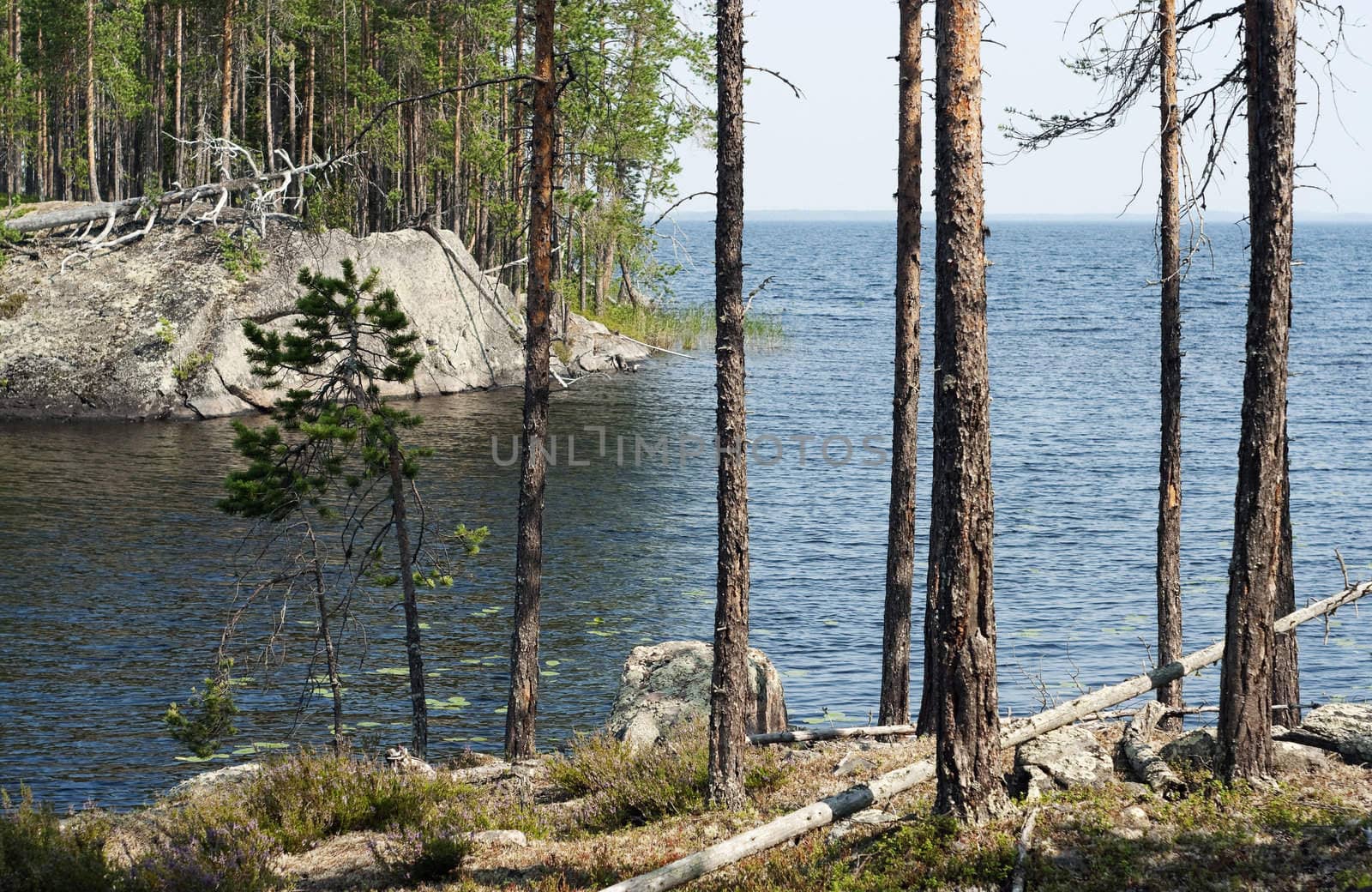 wild pine forest on north lake rock islands