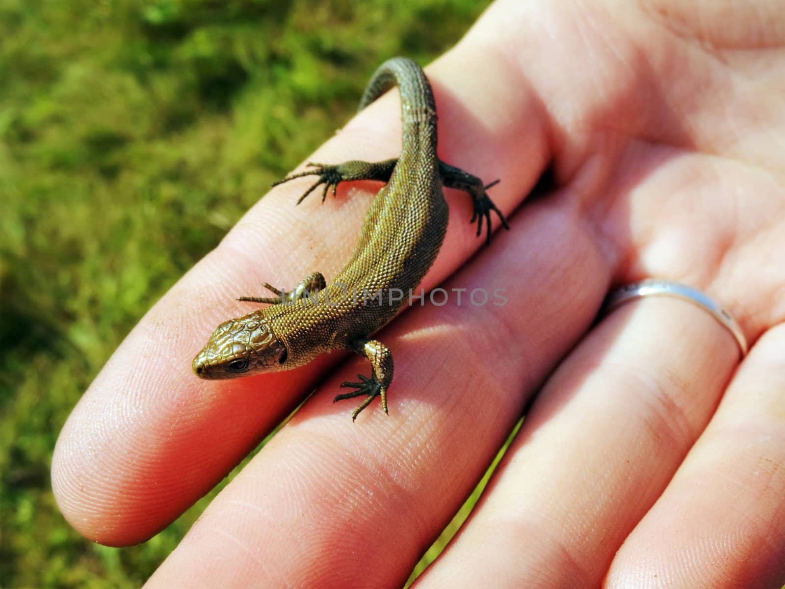 The lizard on a hand is heated under sun beams