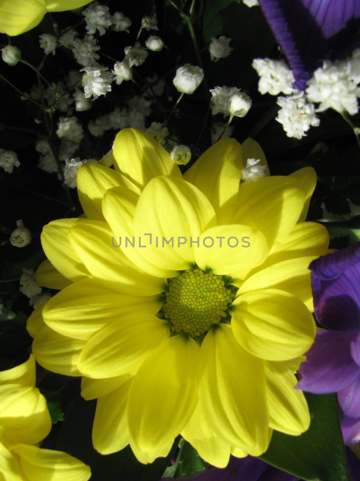 Petal, bud, flower, flowers, flora, plant, summer, object, background