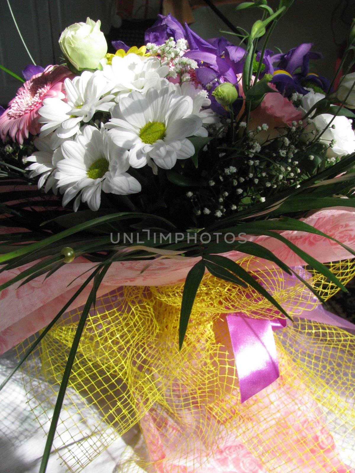 Petal, bud, flower, flowers, flora, plant, summer, object, background