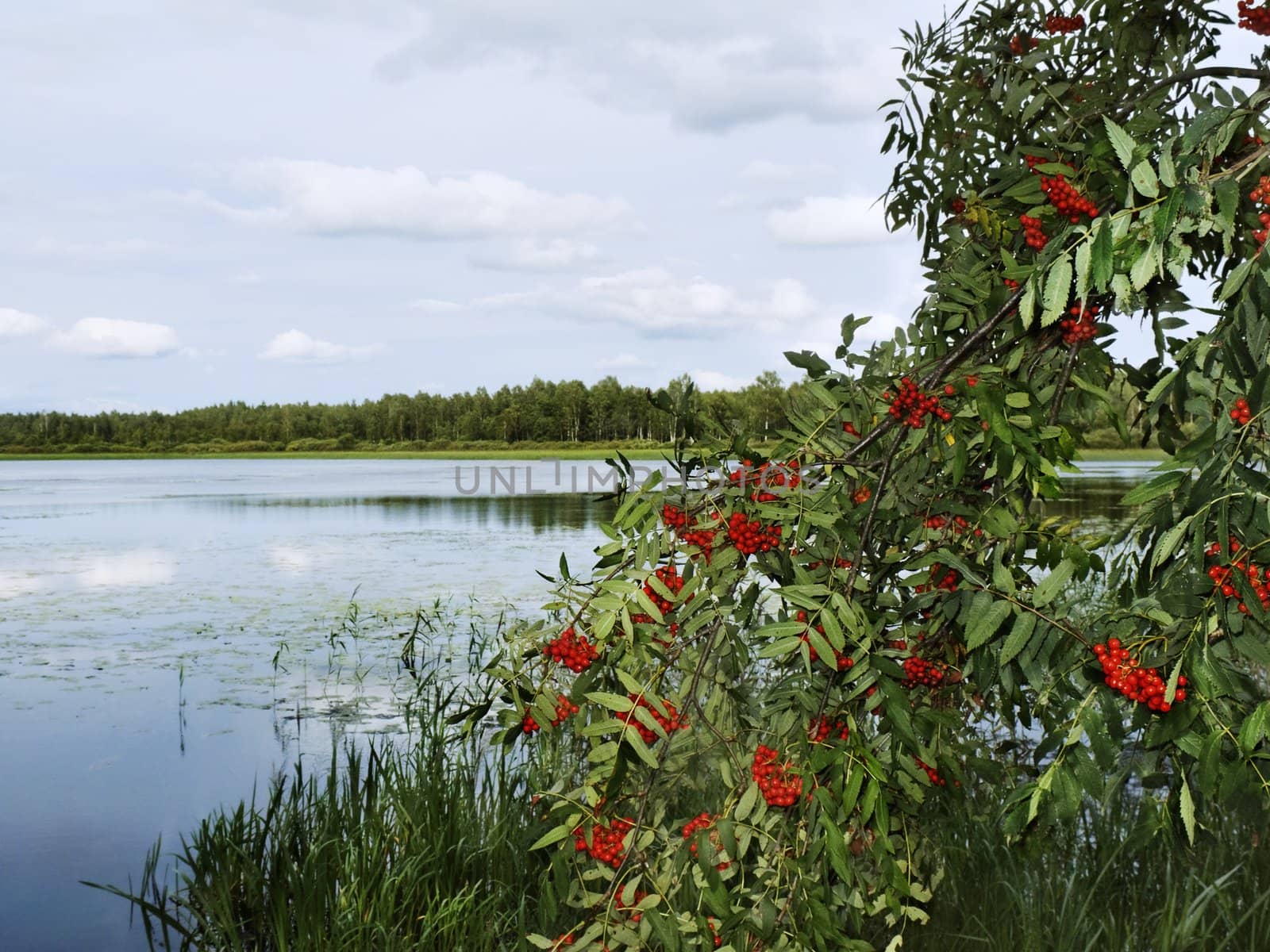 red ashberry on lake coast under cloudy sky