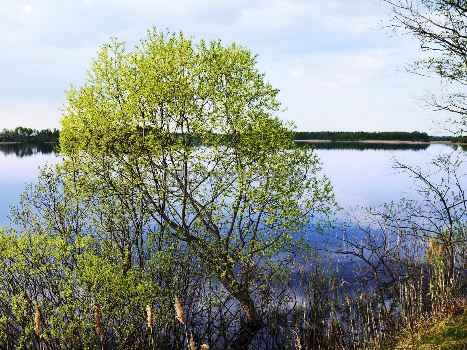 slope tree with new spring foliage on lake coast
