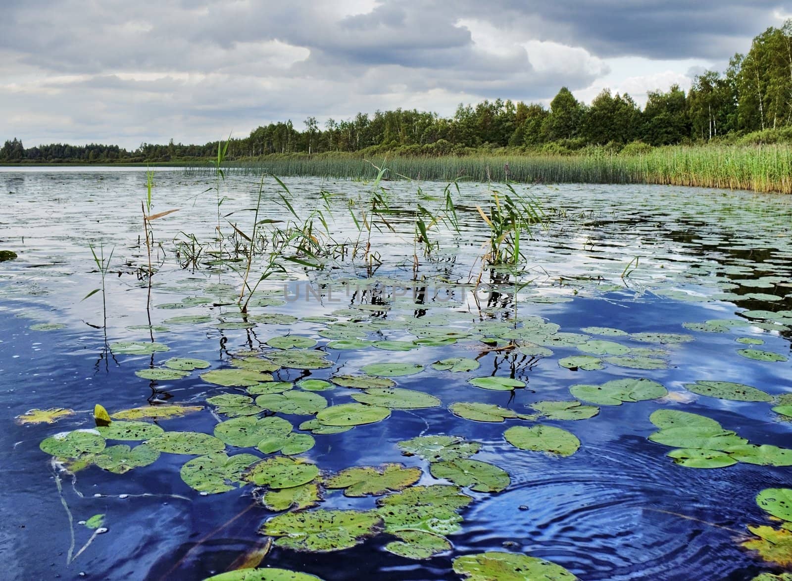 summer blue  lake under clody grey sky with forest on coast