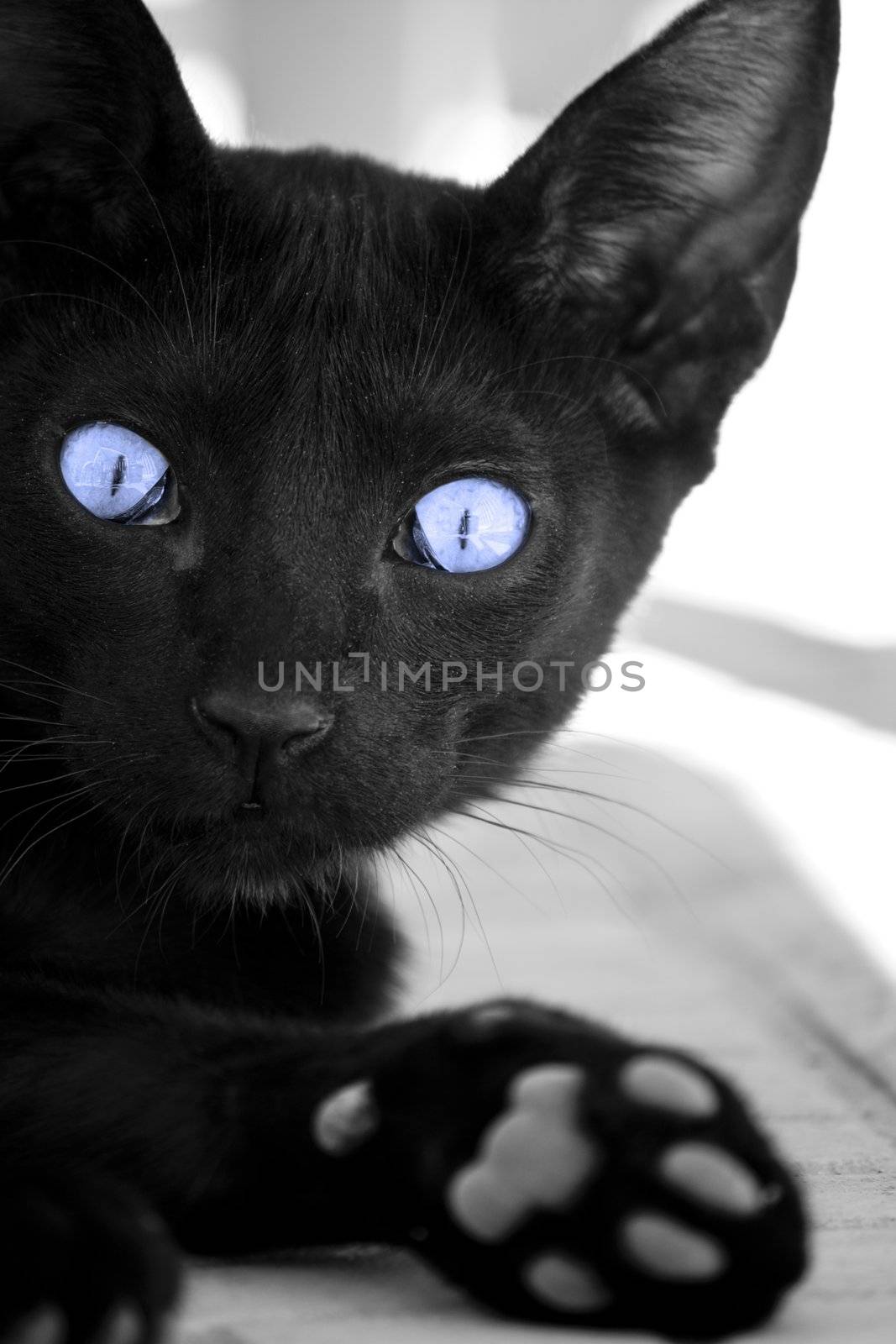 Black cat with blue eyes by membio