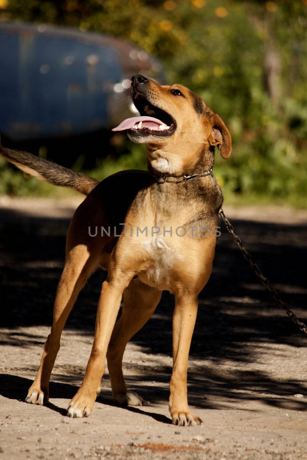 Close view of a domestic dog on the outdoor sun.