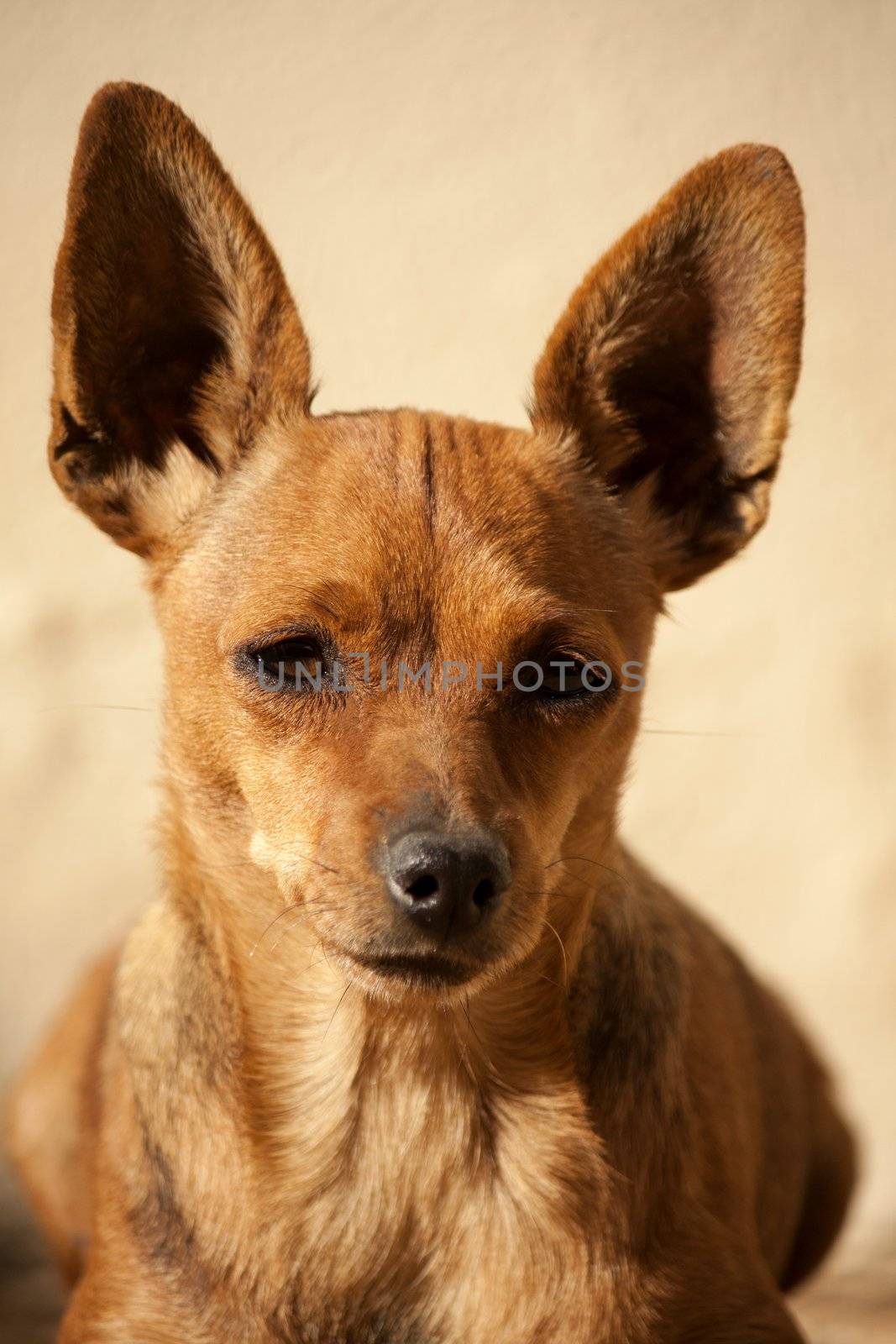 close view of the head of a brown domestic dog.