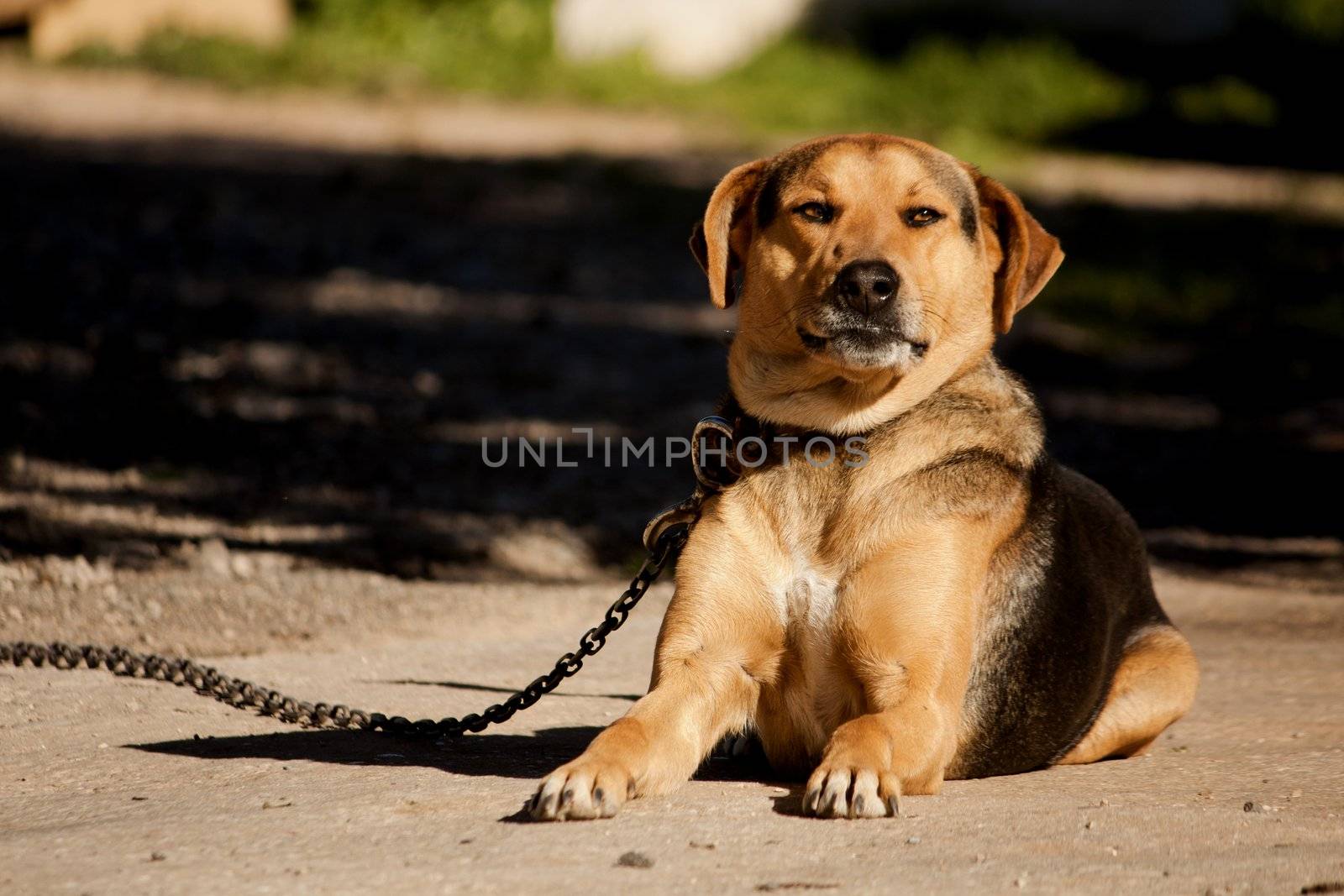 Close view of a domestic dog on the outdoor sun.