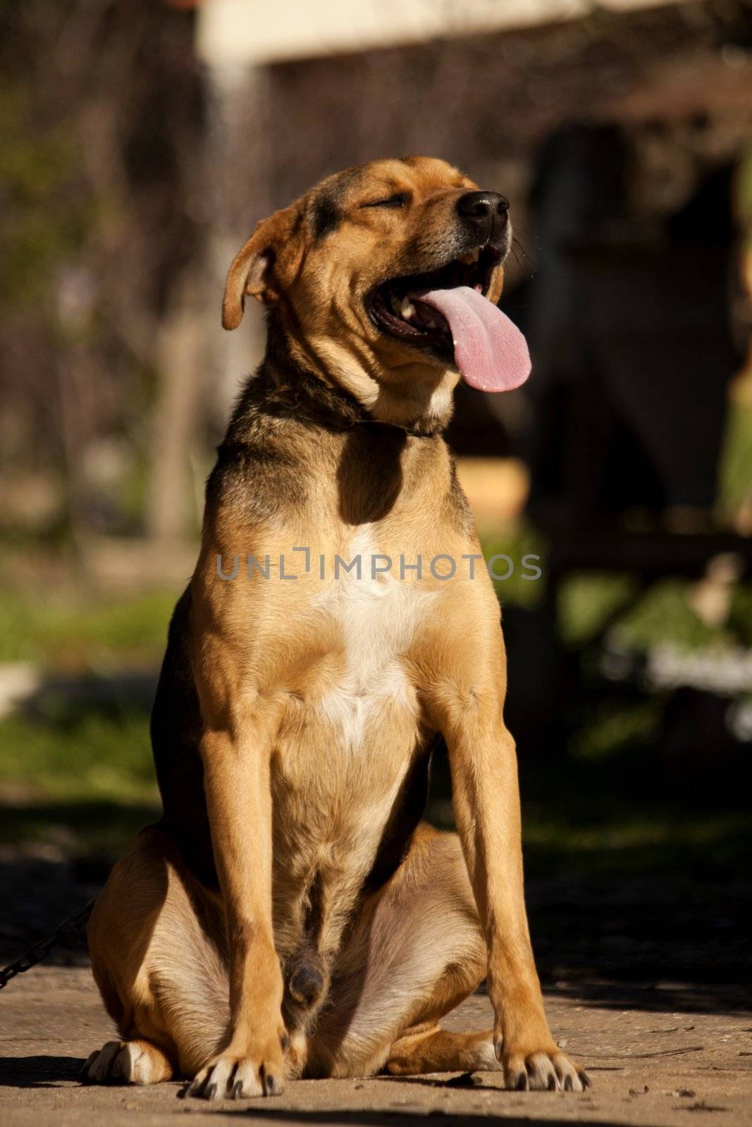 Close view of a domestic dog on the outdoor sun.