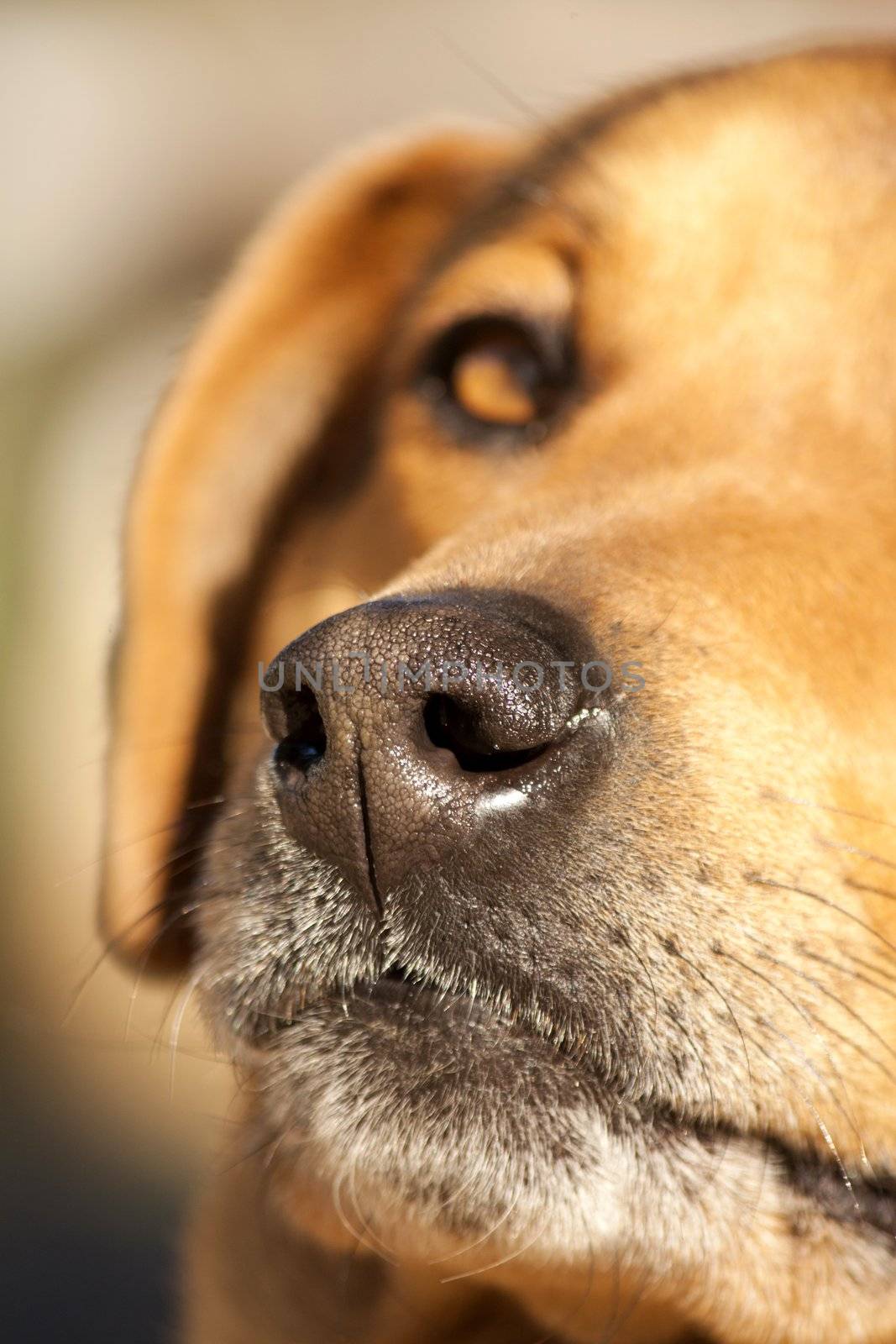 close view of the nose of a domestic dog.