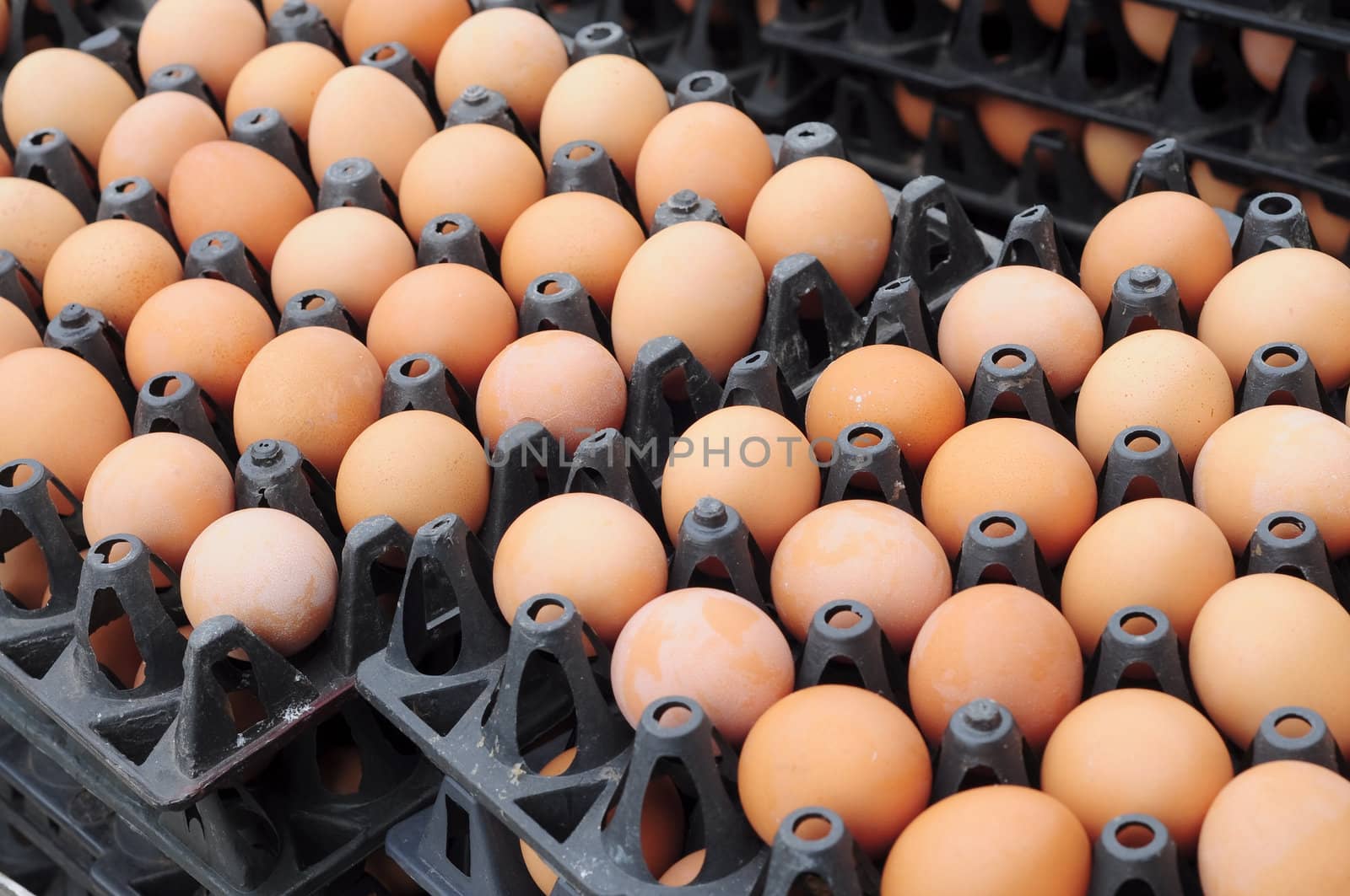 eggs on carton