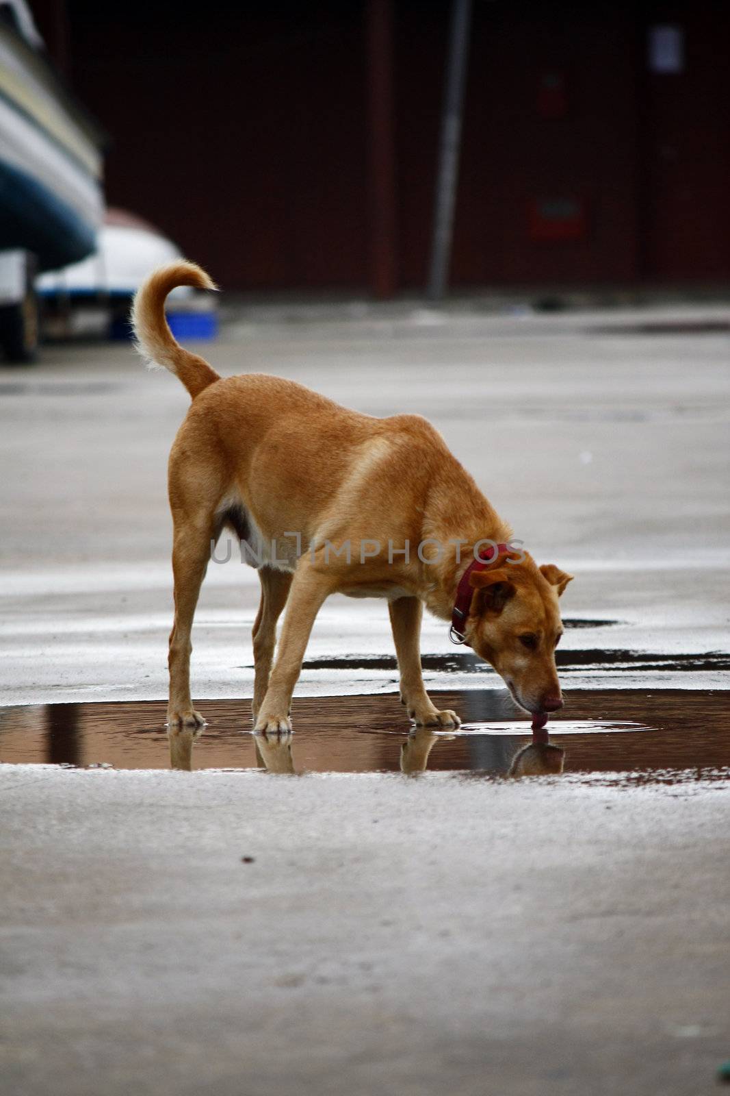 domestic dog with collar drinking water on a shallow pool.