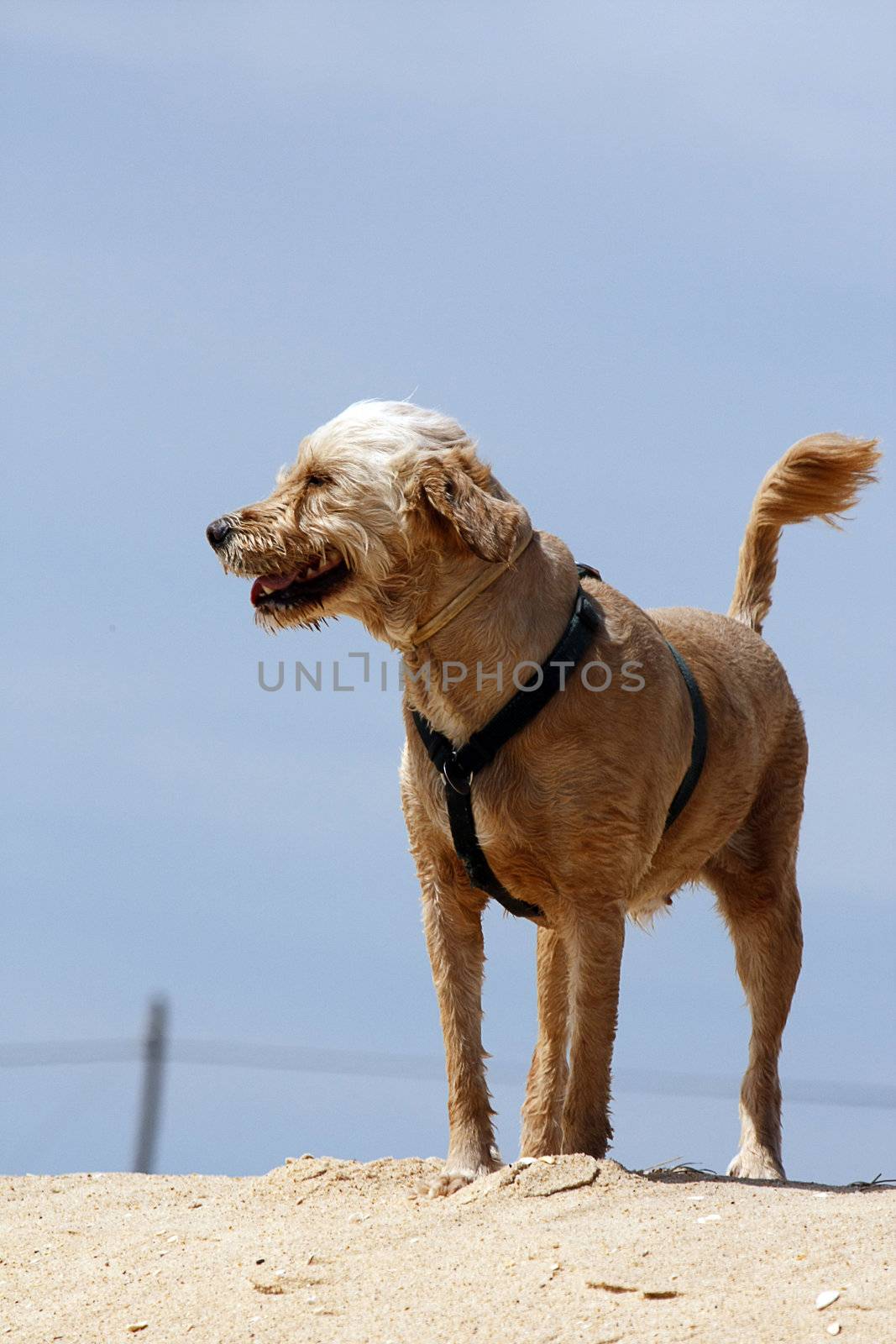 View of a domestic dog on the sand of some beach.