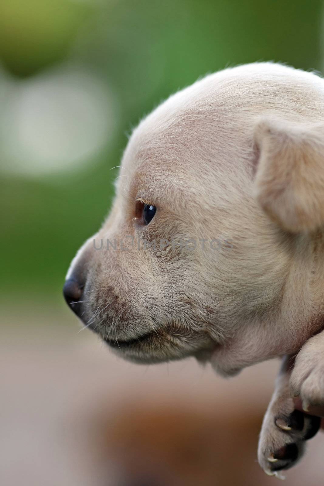 Closeup view of a very young puppy.