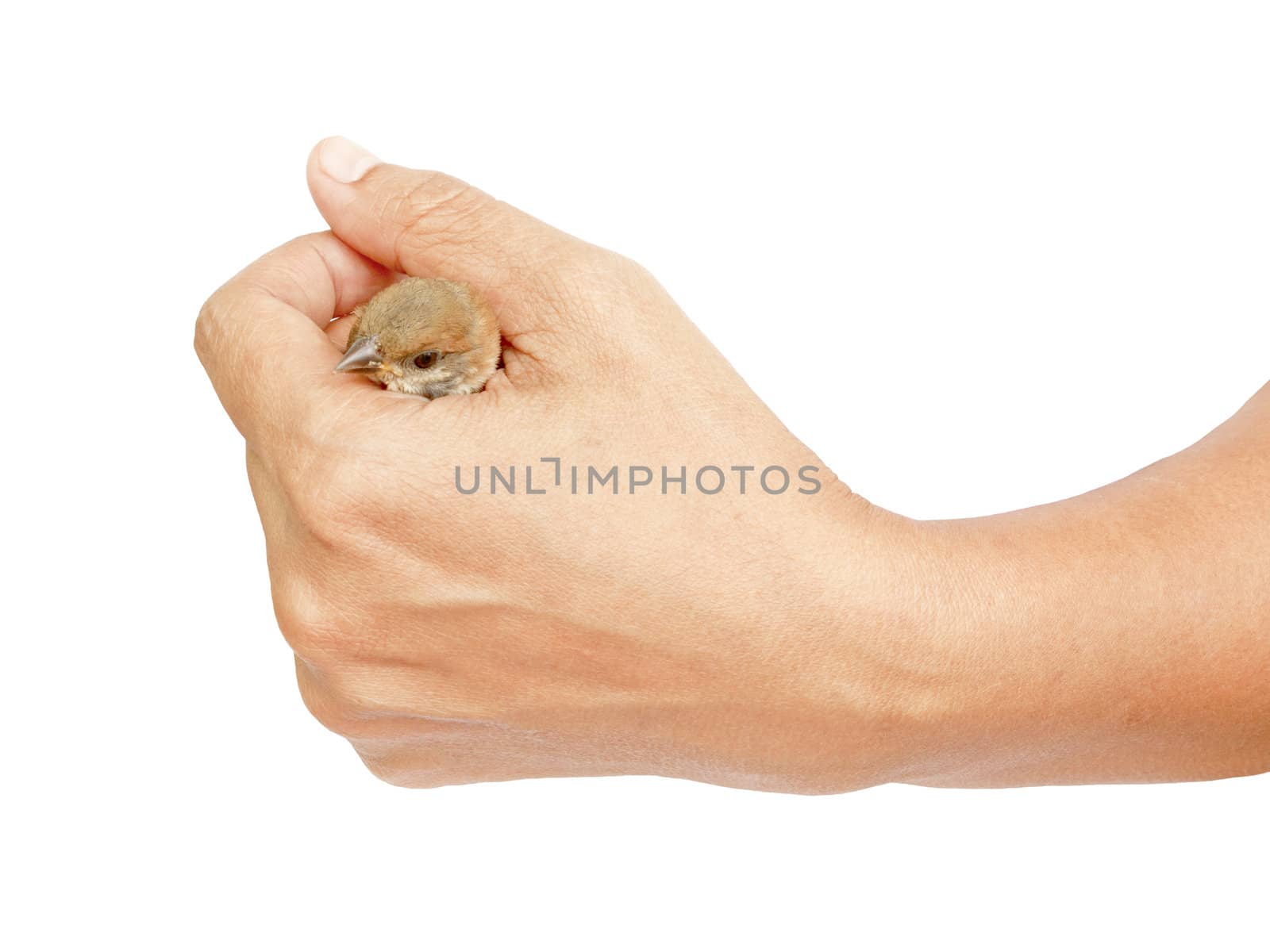 Sparrow held in Thai woman hand isolated on white background