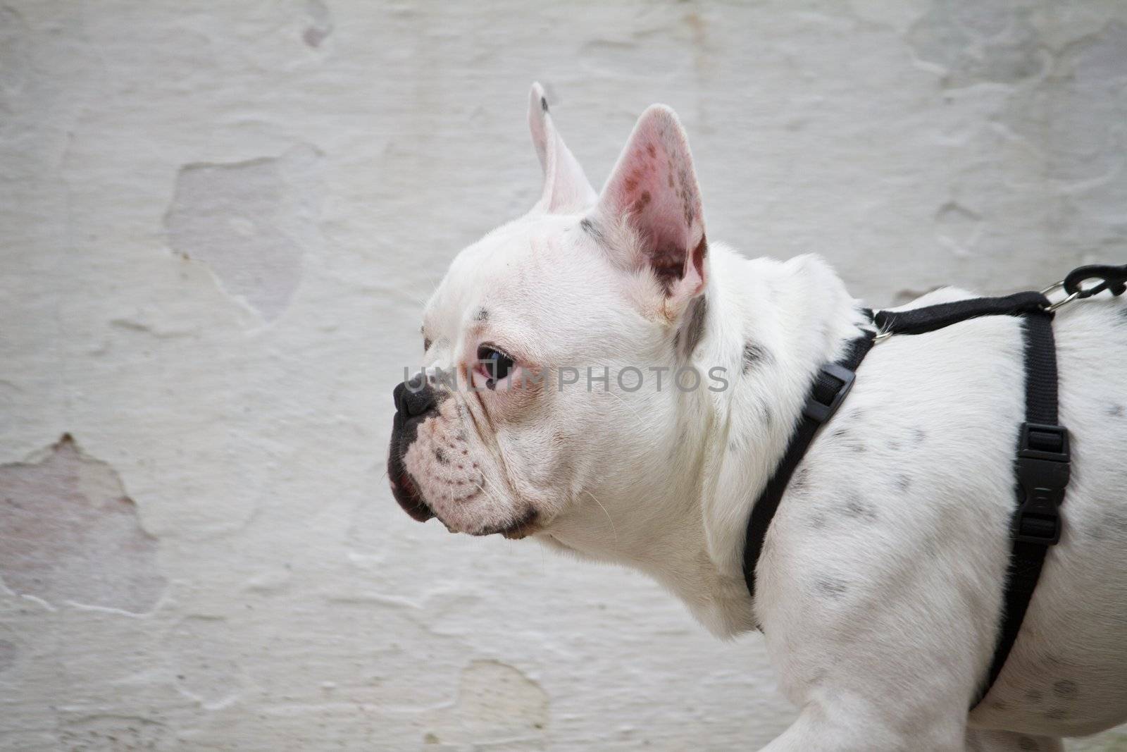 Side profile view of a French bulldog walking on the street.