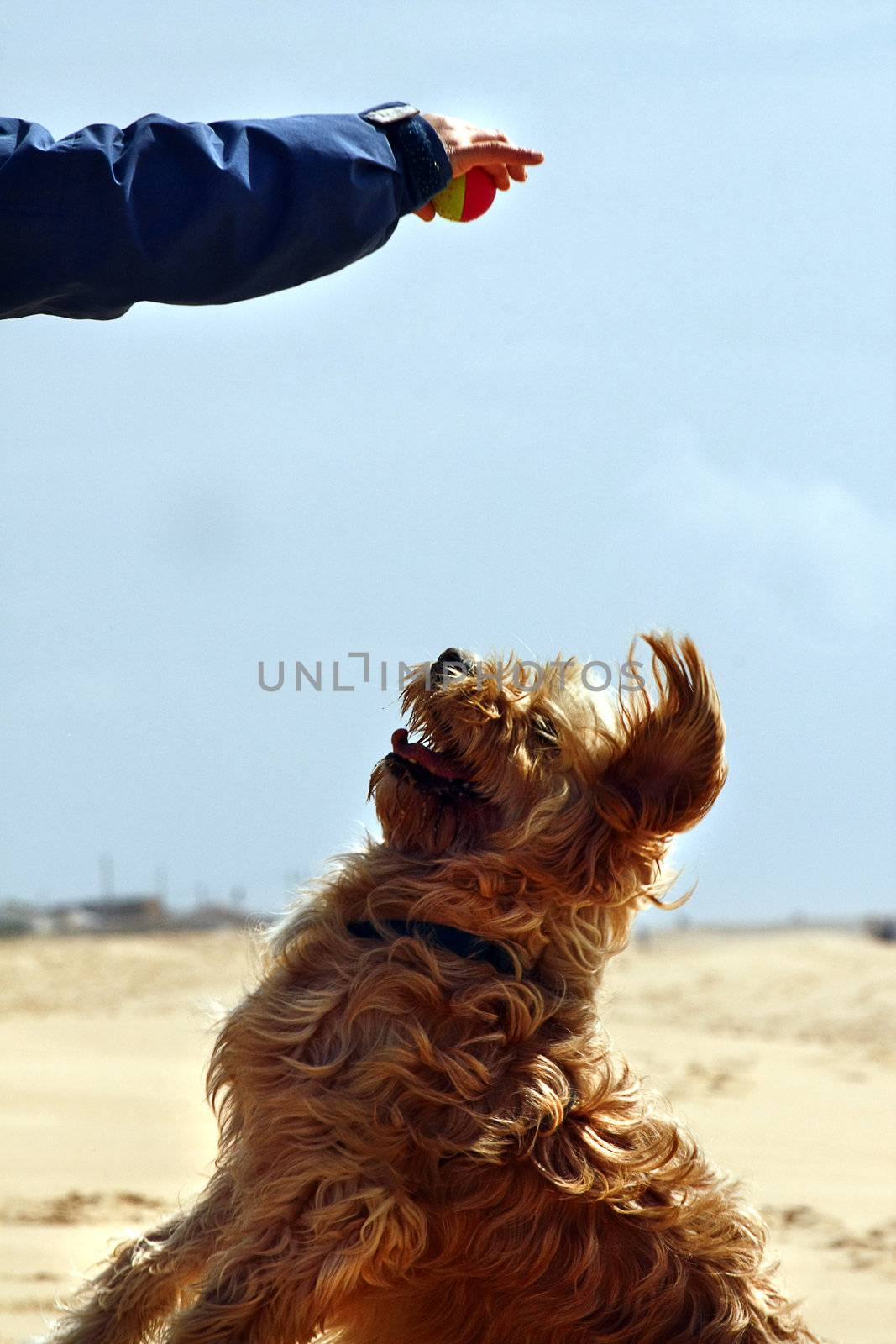 View of a domestic dog with preparing to jump and catch a ball.