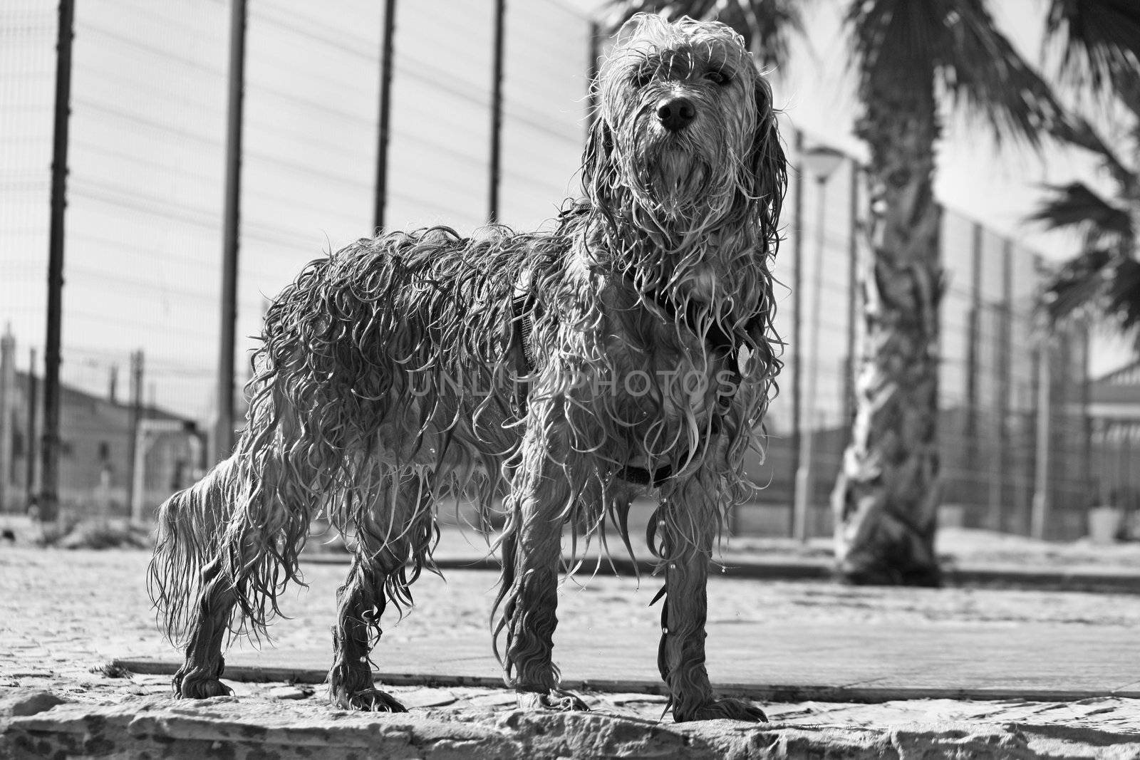 View of a domestic dog with his fur wet standing on the ground.