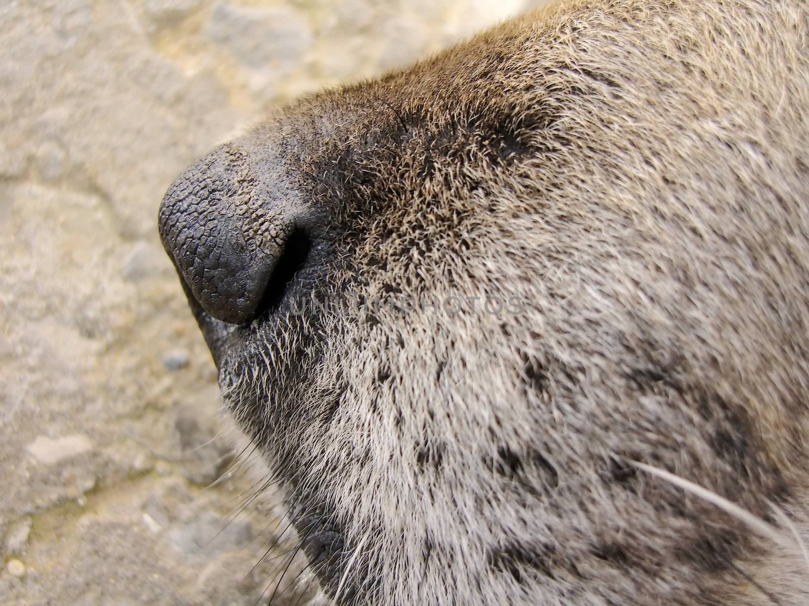 Closeup view of a nose of a domestic dog.