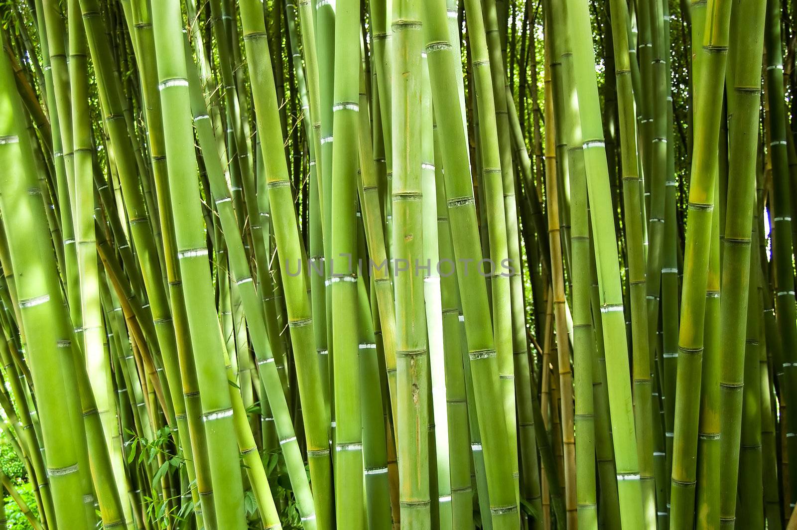 Lush and dense green bamboo grove in a park