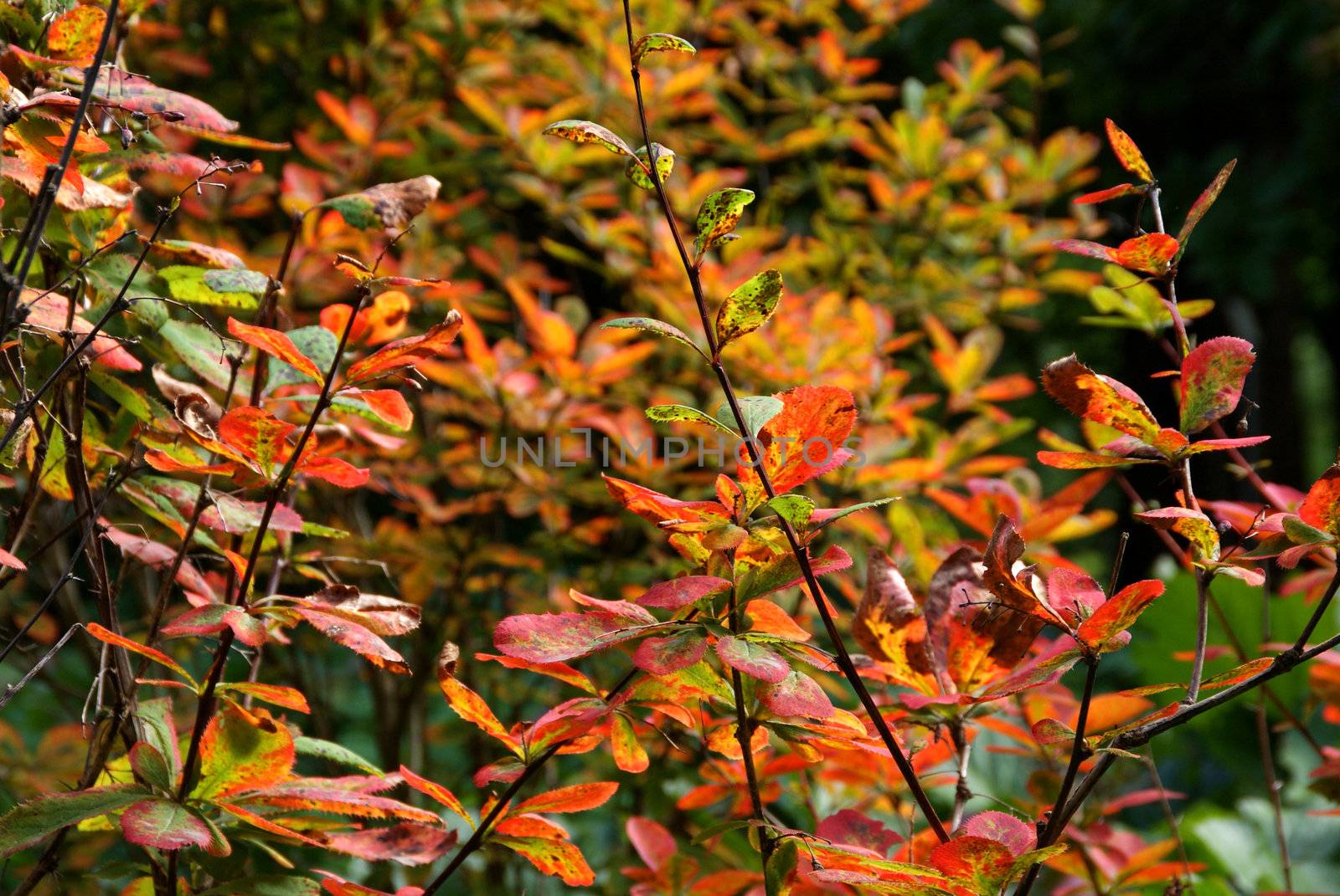 The leaves of Barberry (Berberis amurensis) changing colors in the fall.