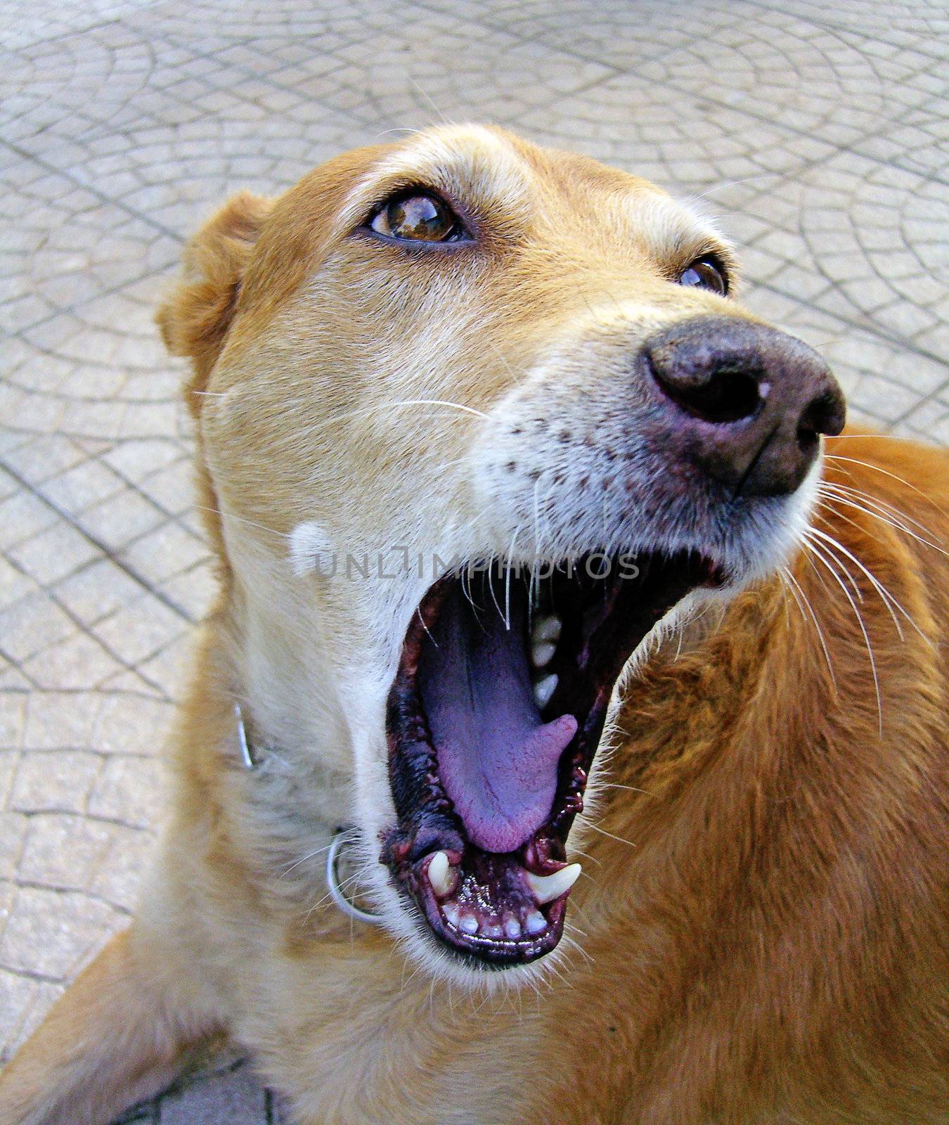 Domestic dog with a wide open mouth.