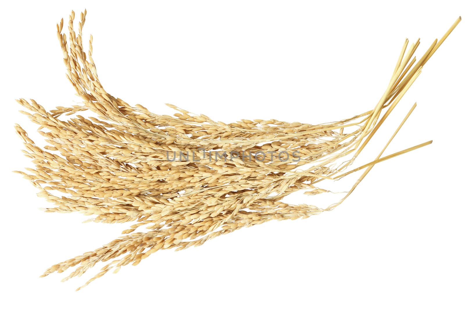 Ear of rice paddy isolated on white background