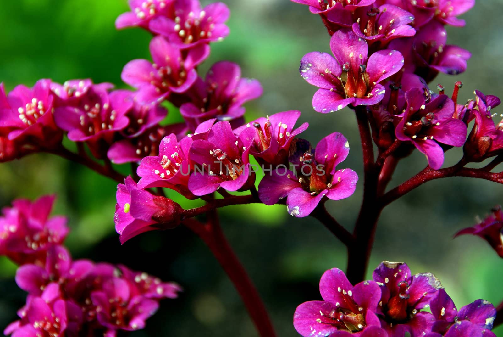 A close up of magenta Bergenia cordifolia flowers.