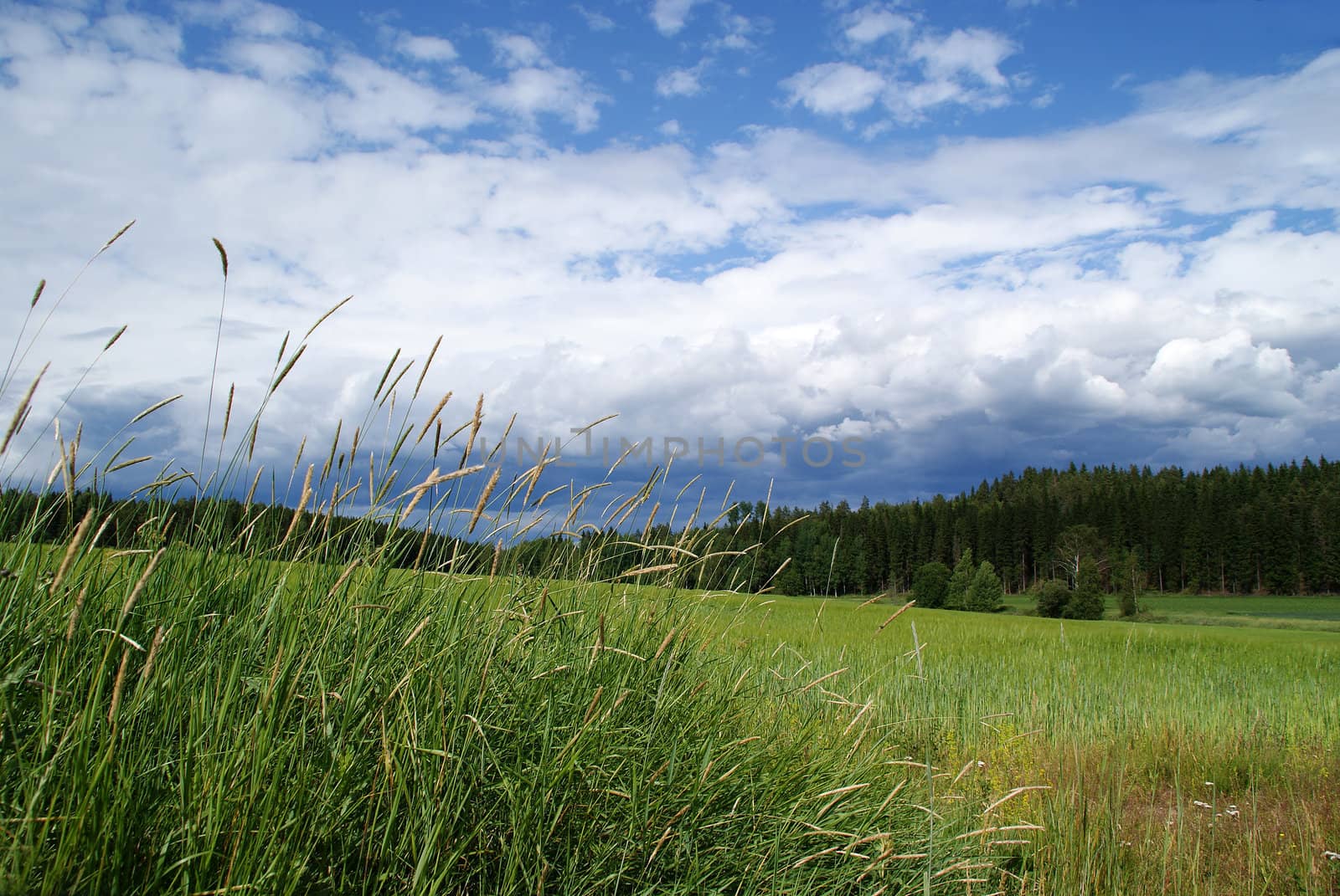 Sky and clouds over fields of barley.