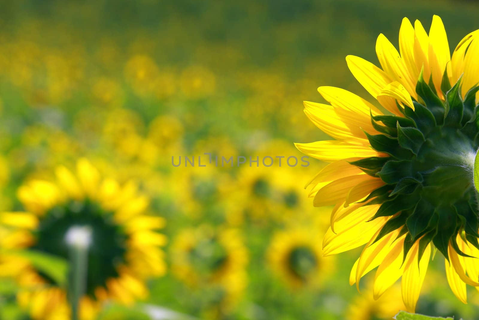 Sunflower field taken from behind