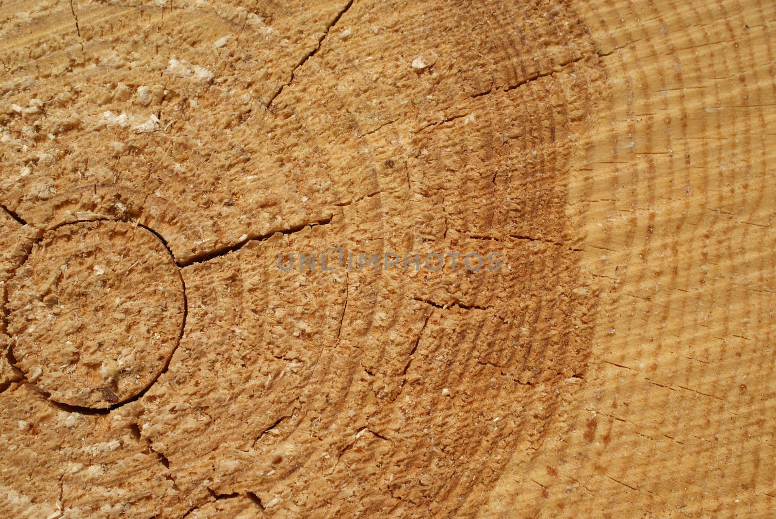 End of a pine log showing the annual growth ring pattern. Small drops of resin are visible. Photographed in Muurla, Finland in April 2010.