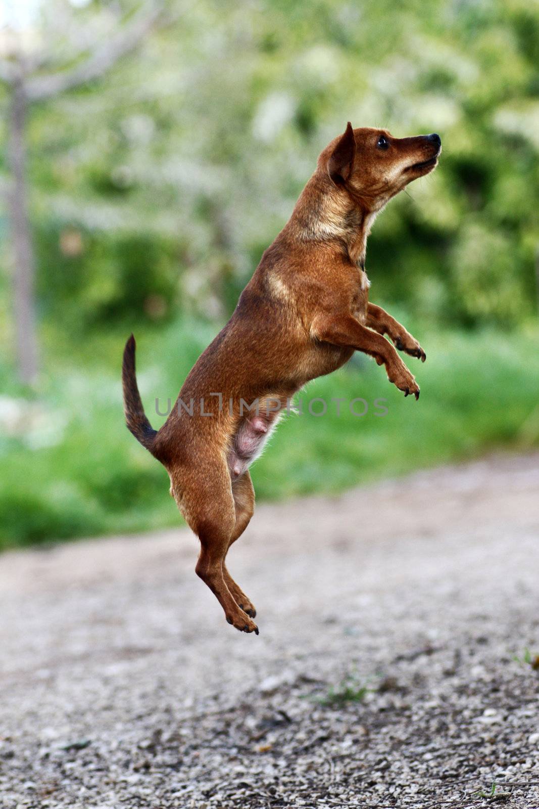View of small brown dog jumping in the air.