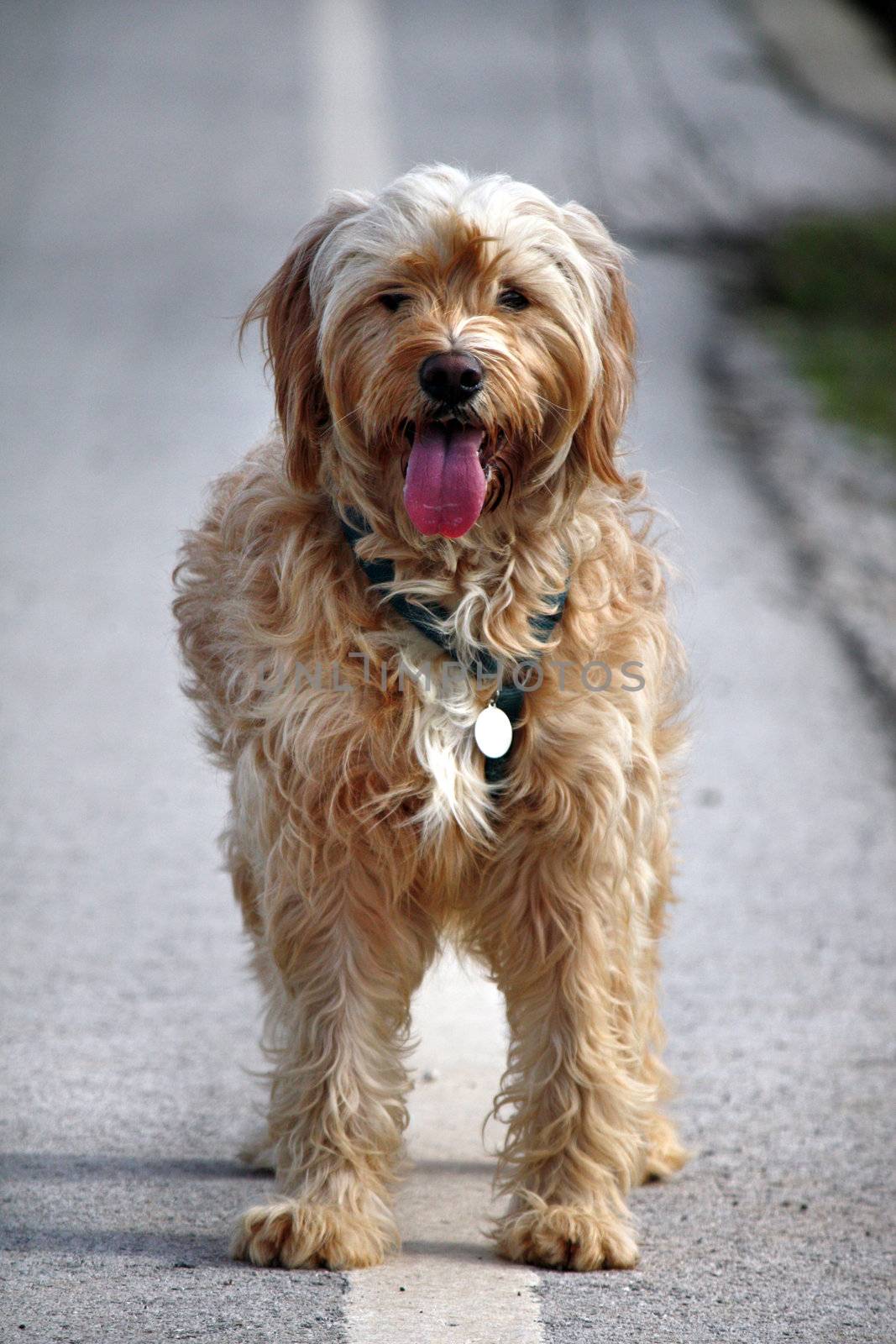 Domestic dog on the sideroad by membio