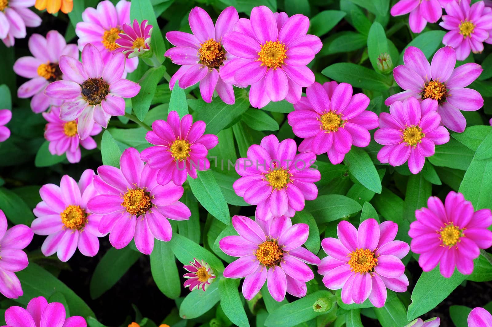 Pink zinnia flower