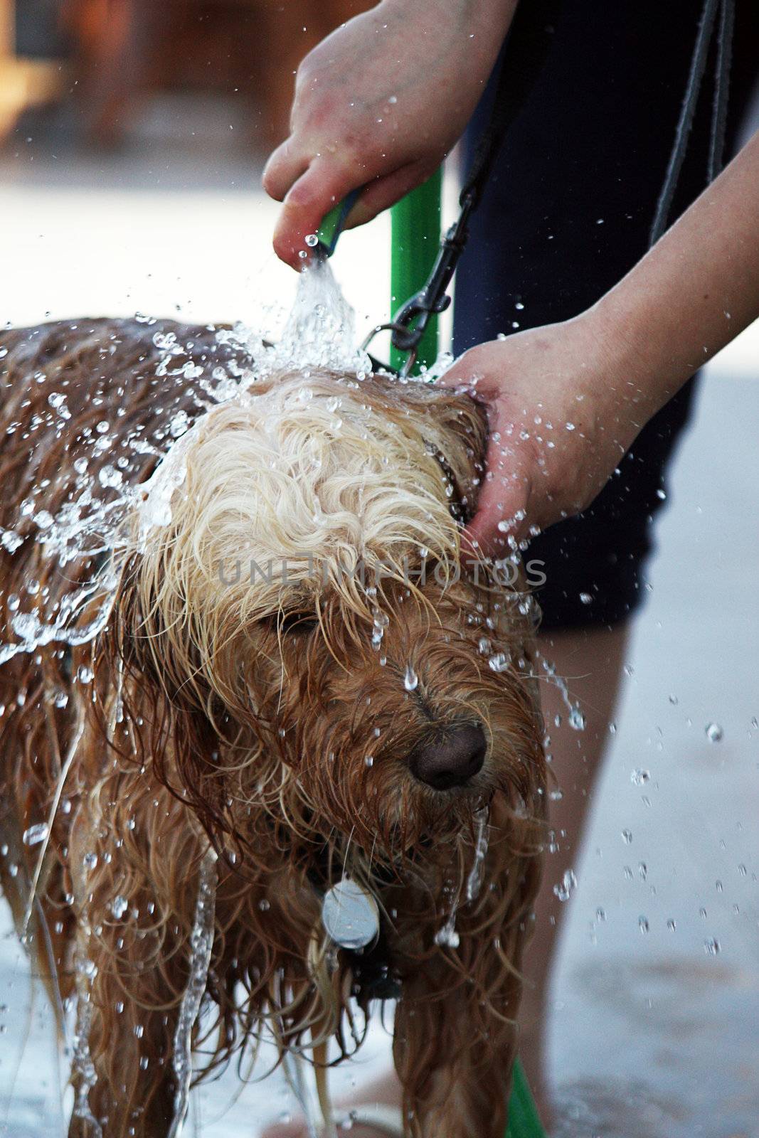 View of a domestic pet dog taking a bath.