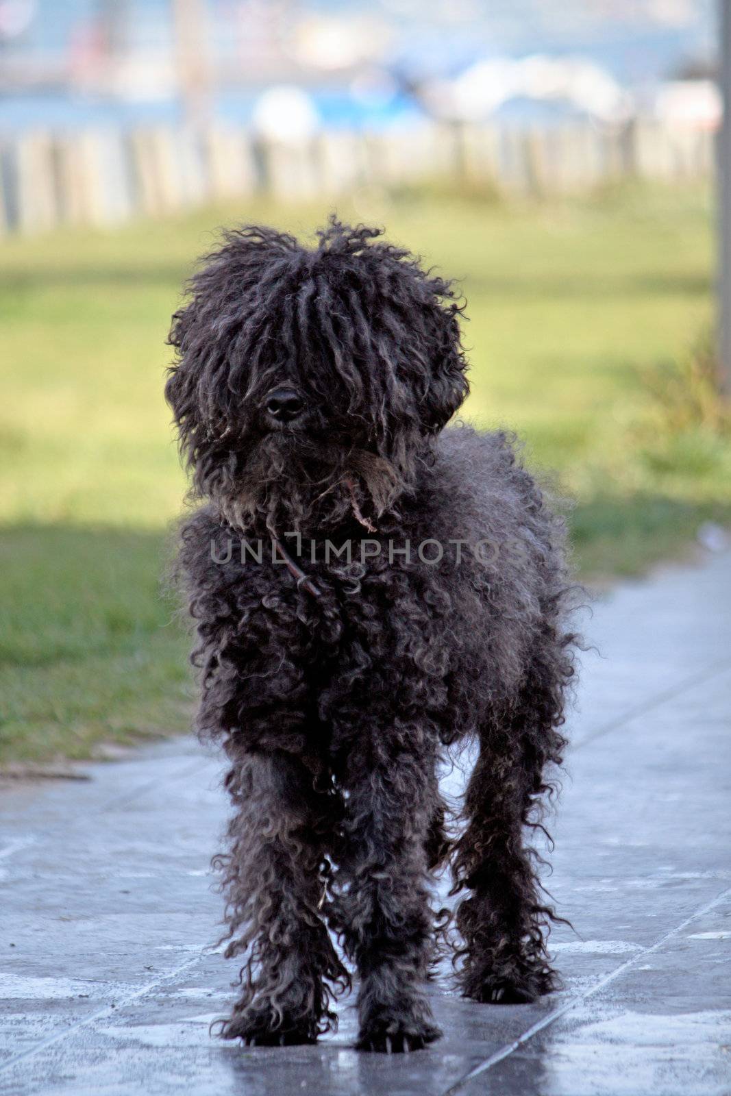 View of an adorable small black domestic dog with curly fur.