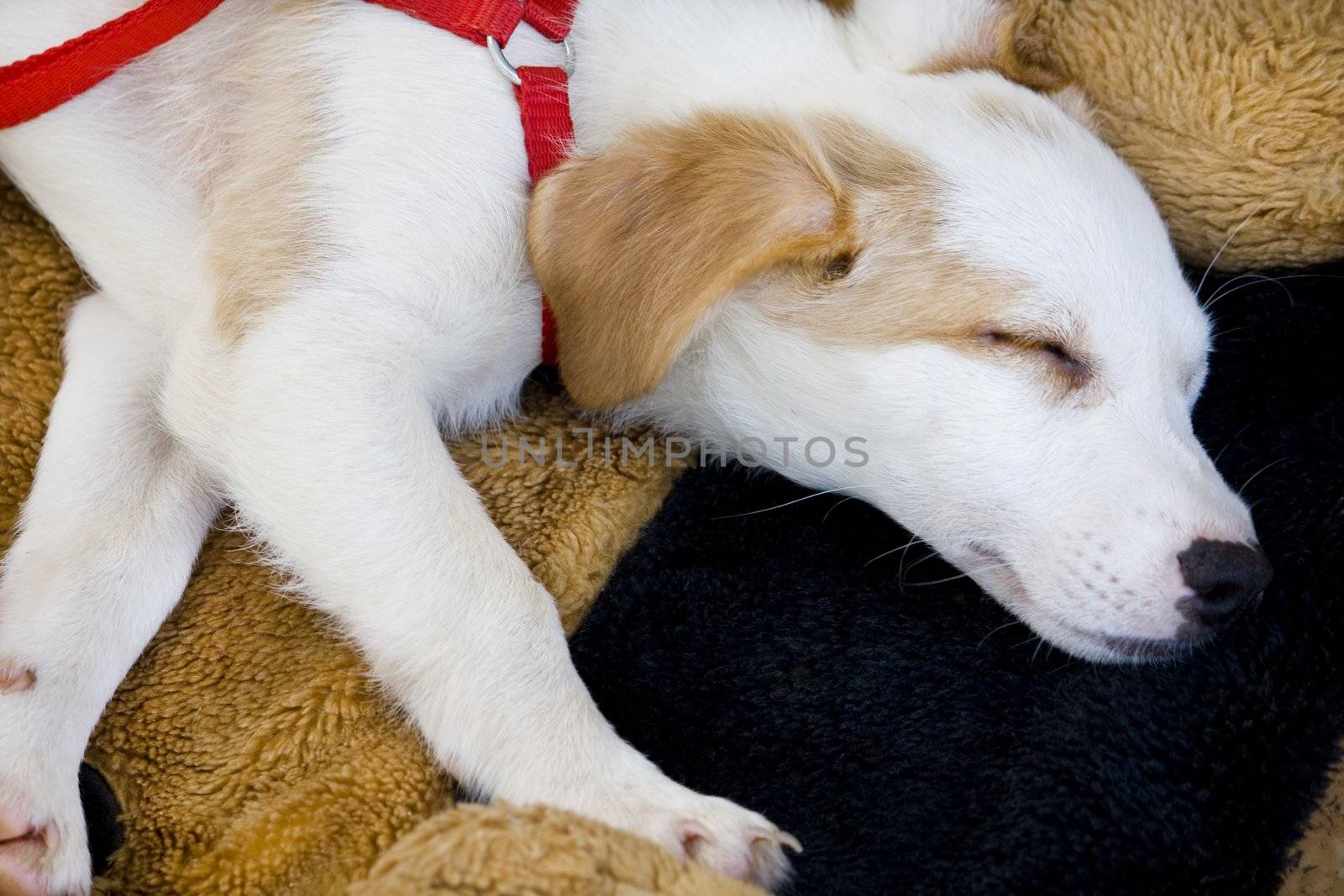 View from above of a white and small domestic dog sleeping on the carpet.