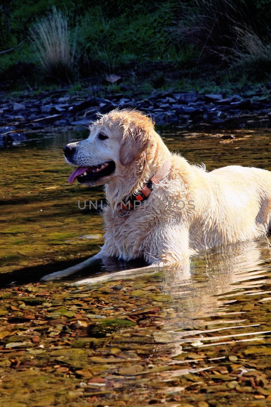 View of a wet domestic dog with leash lying down of a river stream.