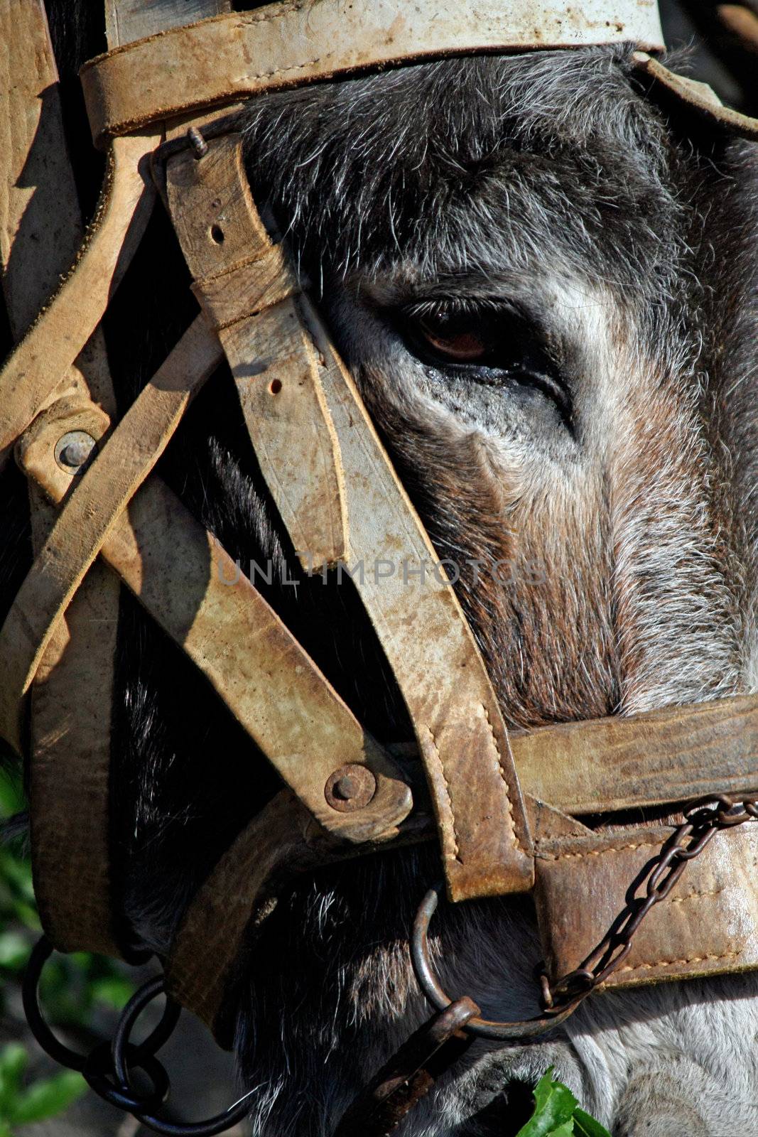 Closeup view of a donkey's head with 