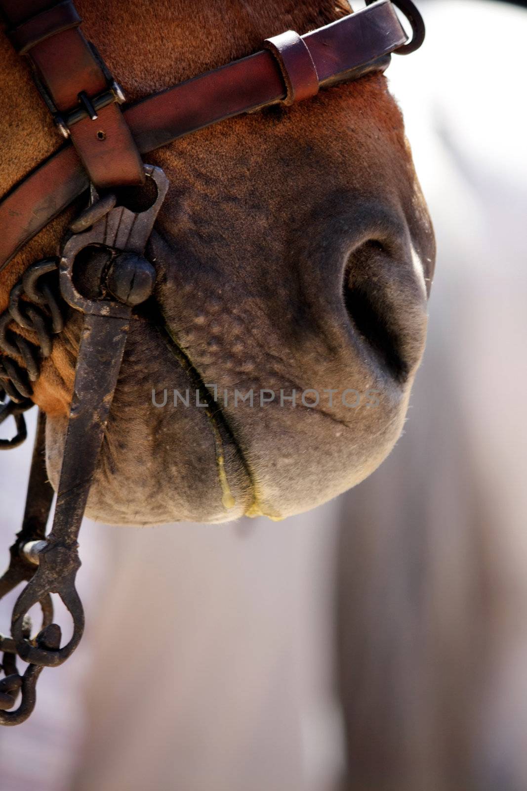 Close up view of the nose and mouth of a brown horse.