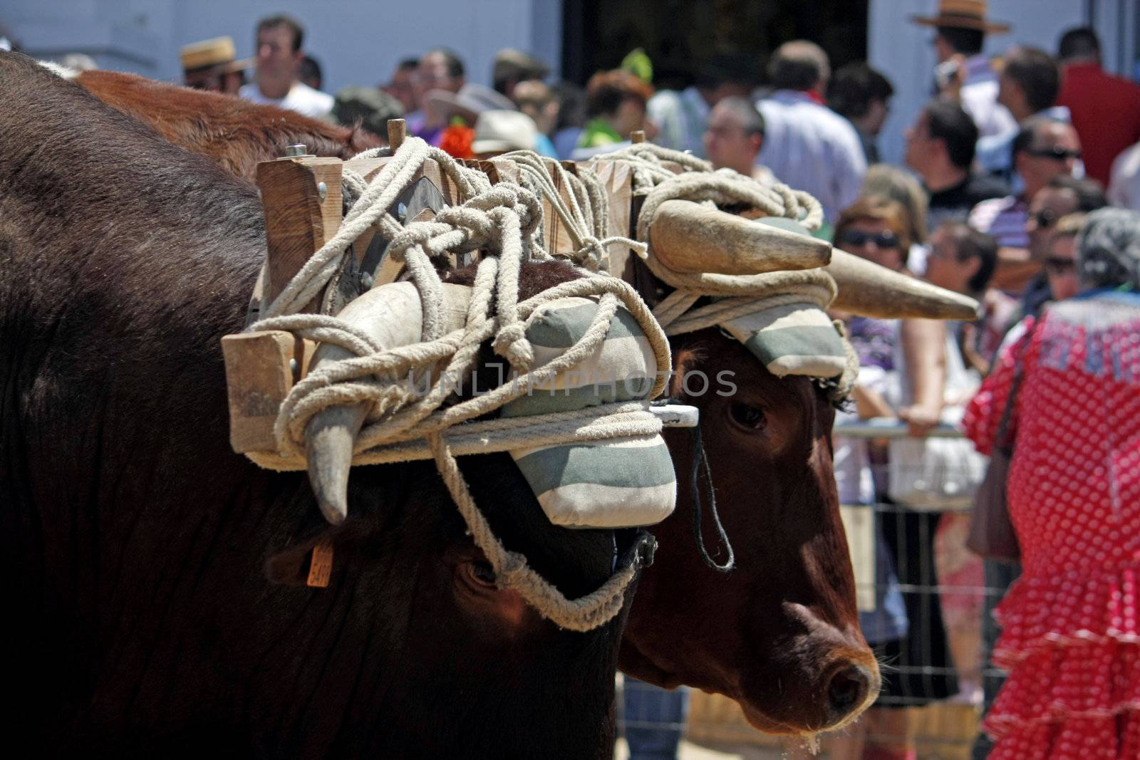 Two bulls on parade by membio