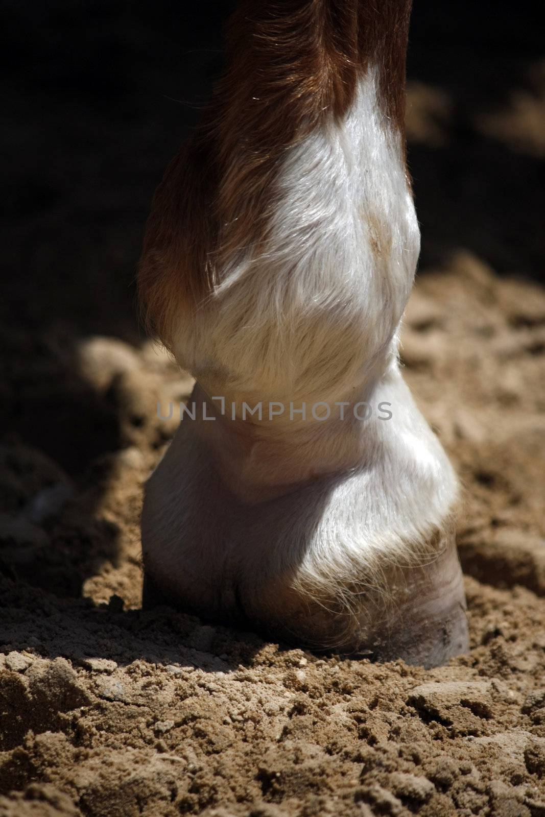 Cow foot by membio