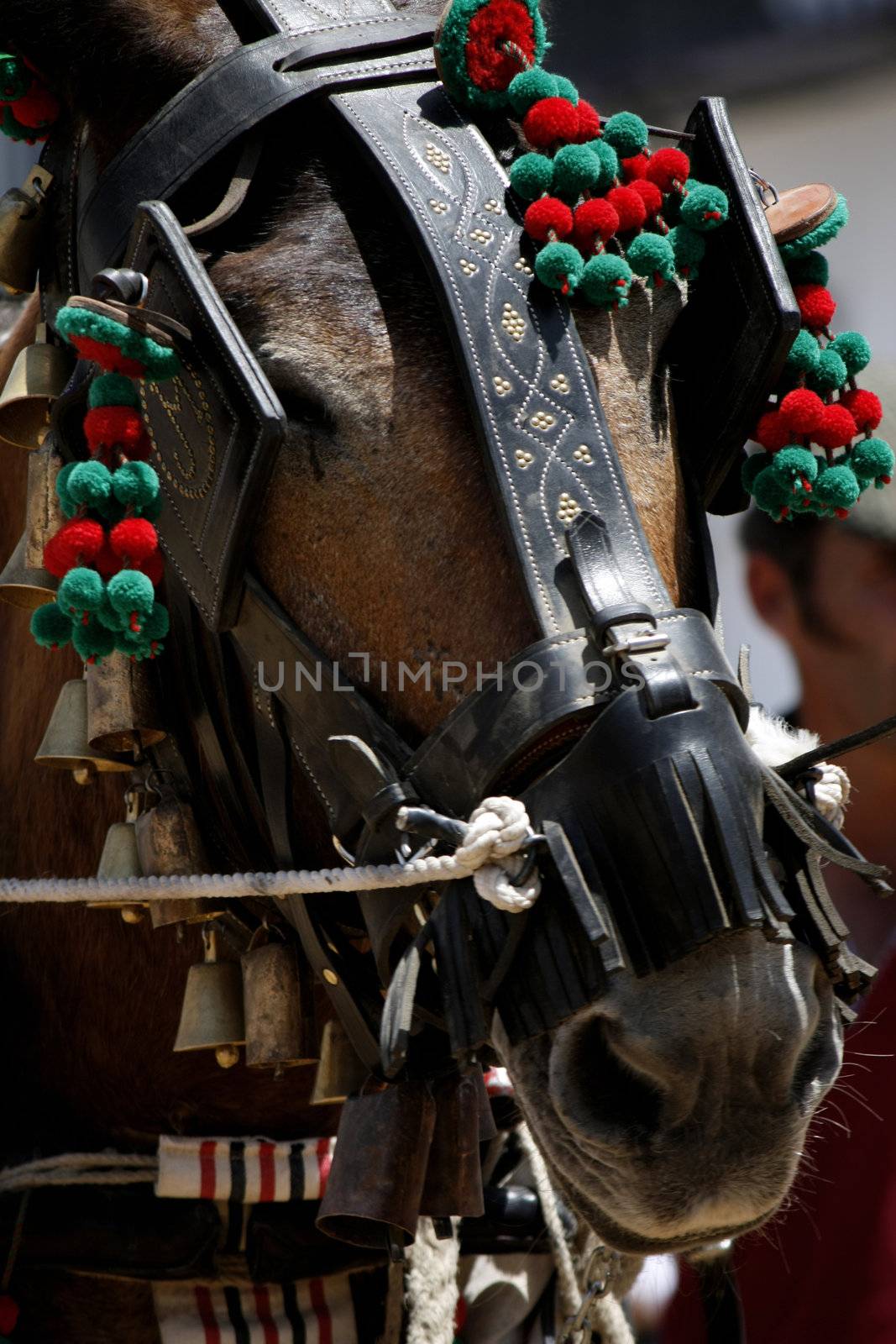 Detail of the head of horse hornated with bells and various stuff.