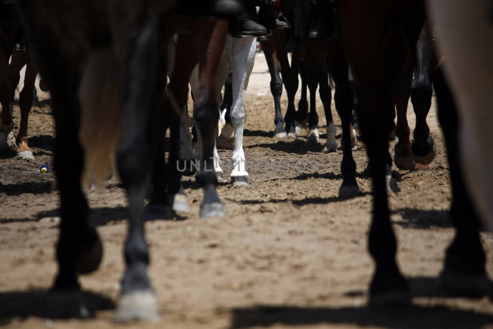 Ground view of many legs of horses on the dirt.